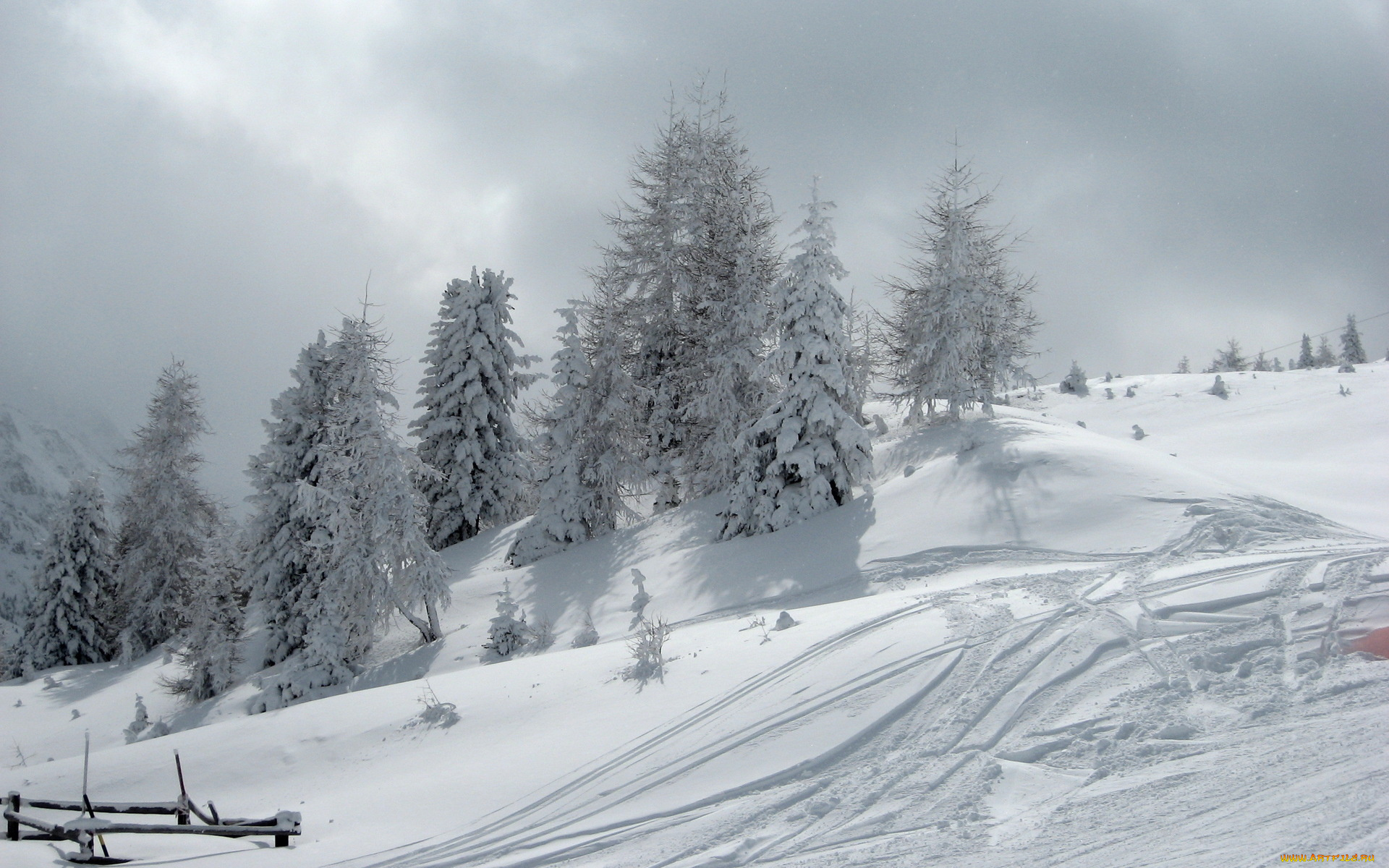 природа, зима, снег, ели