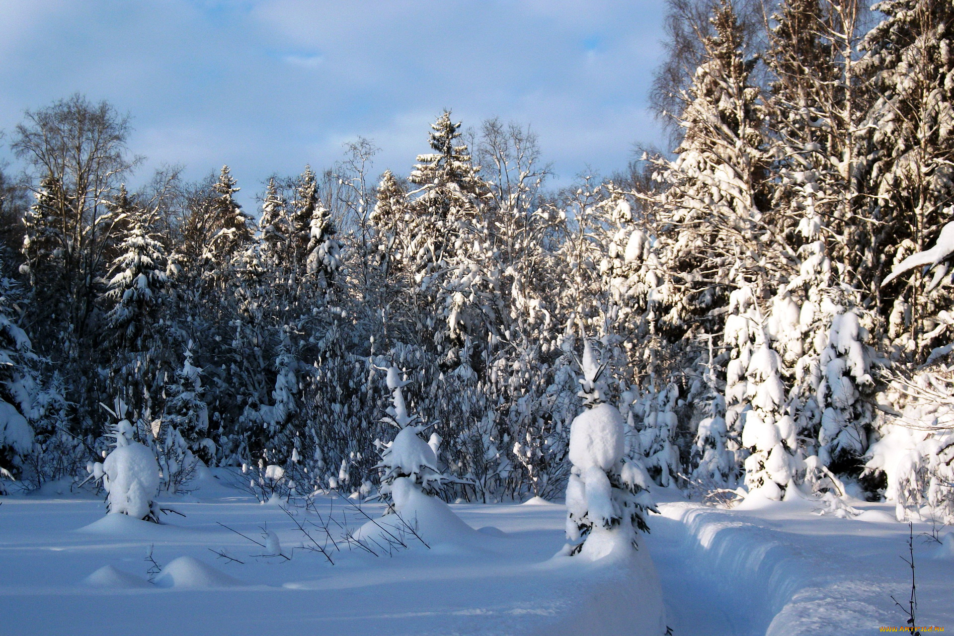 природа, зима, лес