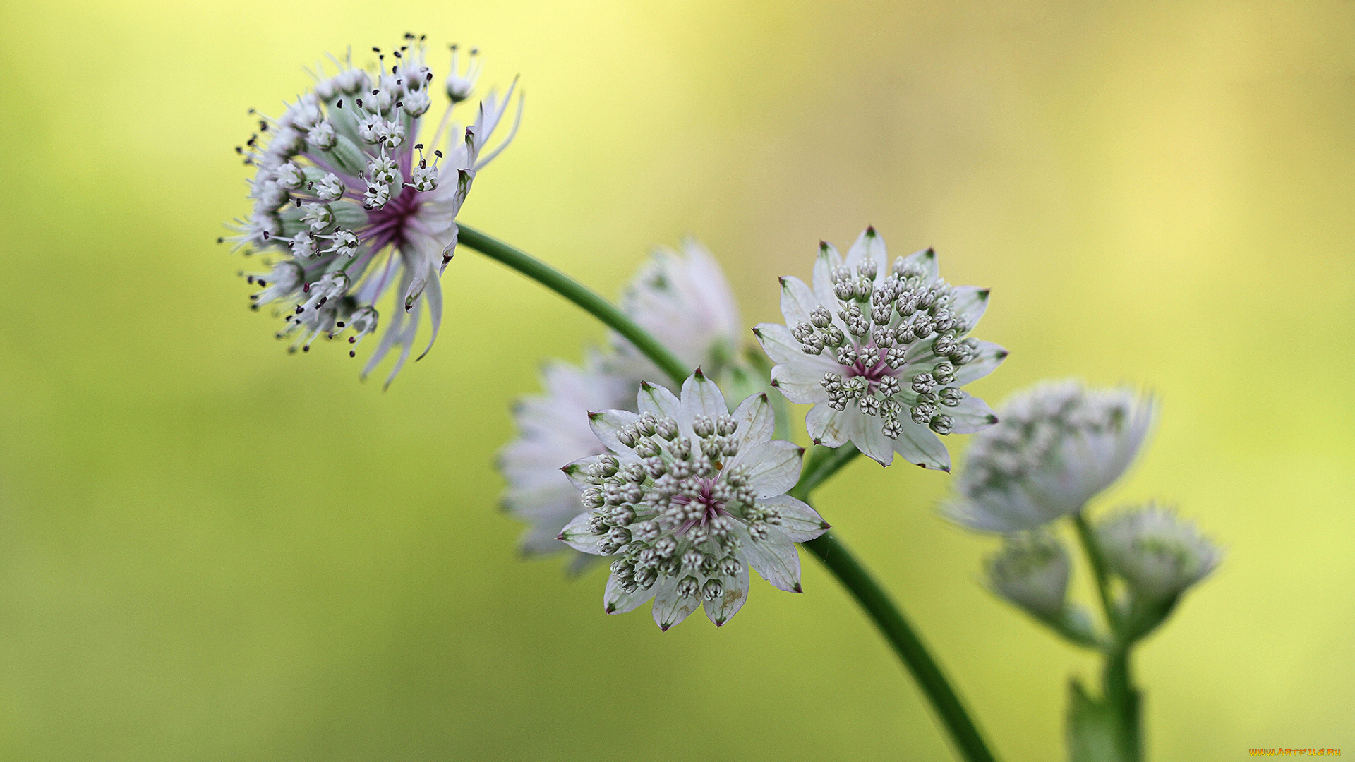 цветы, фон, астранция, ветка, белые