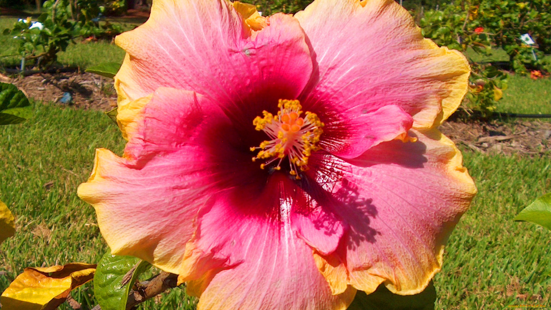 цветы, гибискусы, гибискус, розовый