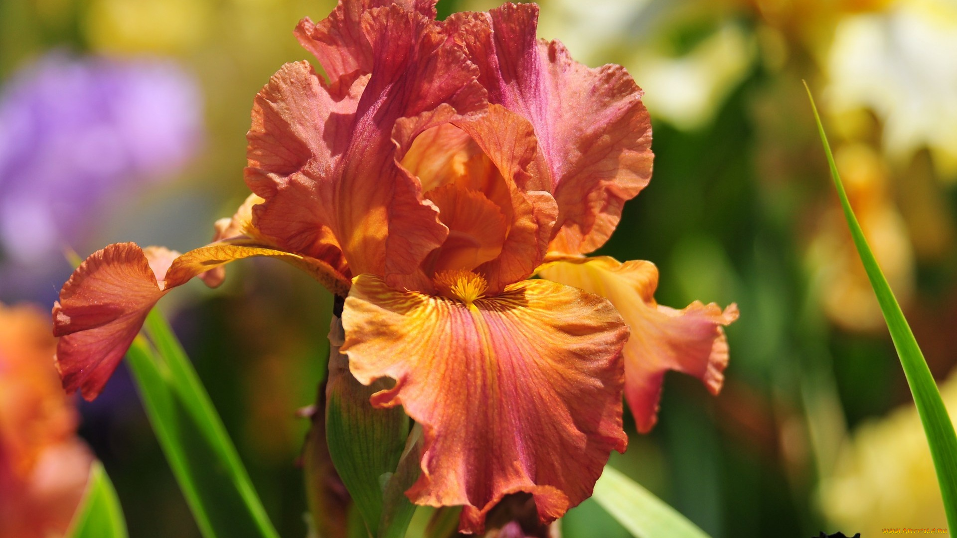 цветы, ирисы, лепестки