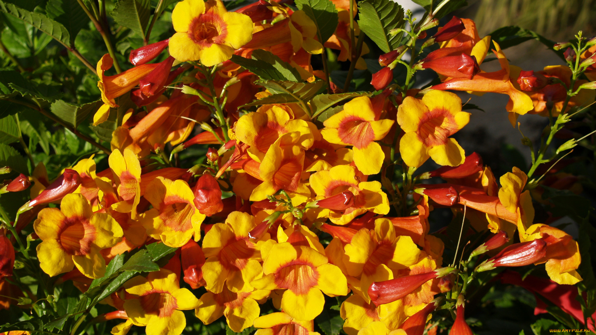 цветы, кампсис, , текома, кампсис, много