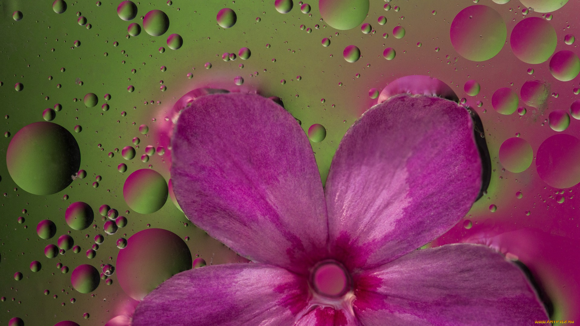 цветы, лепестки, цветок, пузырьки, жидкость