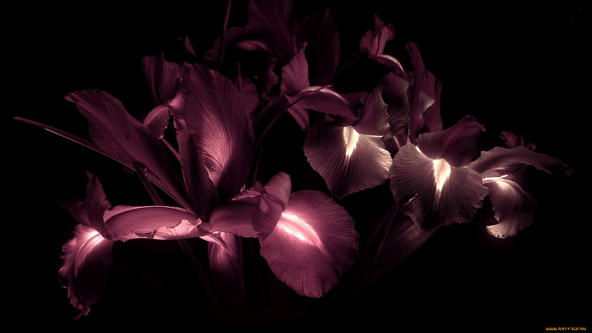 цветы, лилии, , лилейники, лепестки, фон