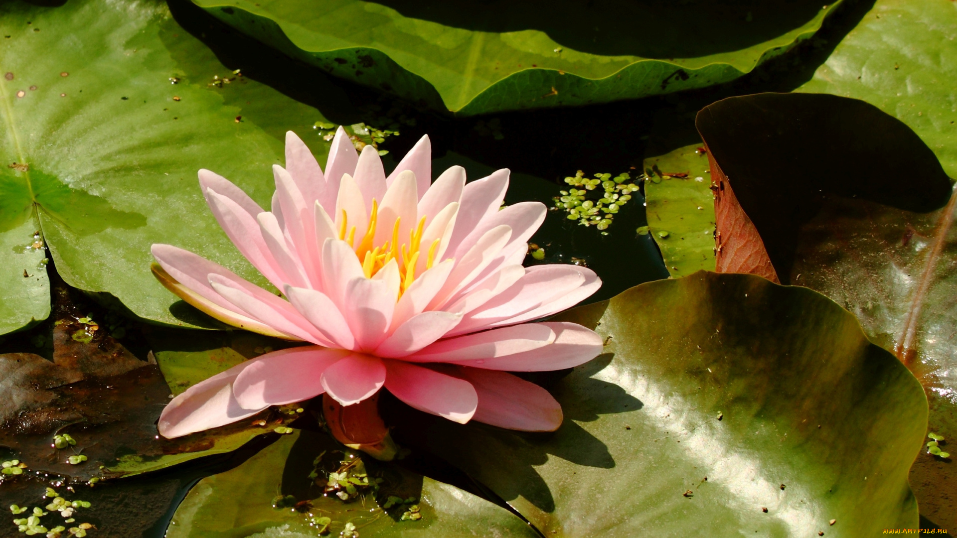 цветы, лотосы, листья, лепестки