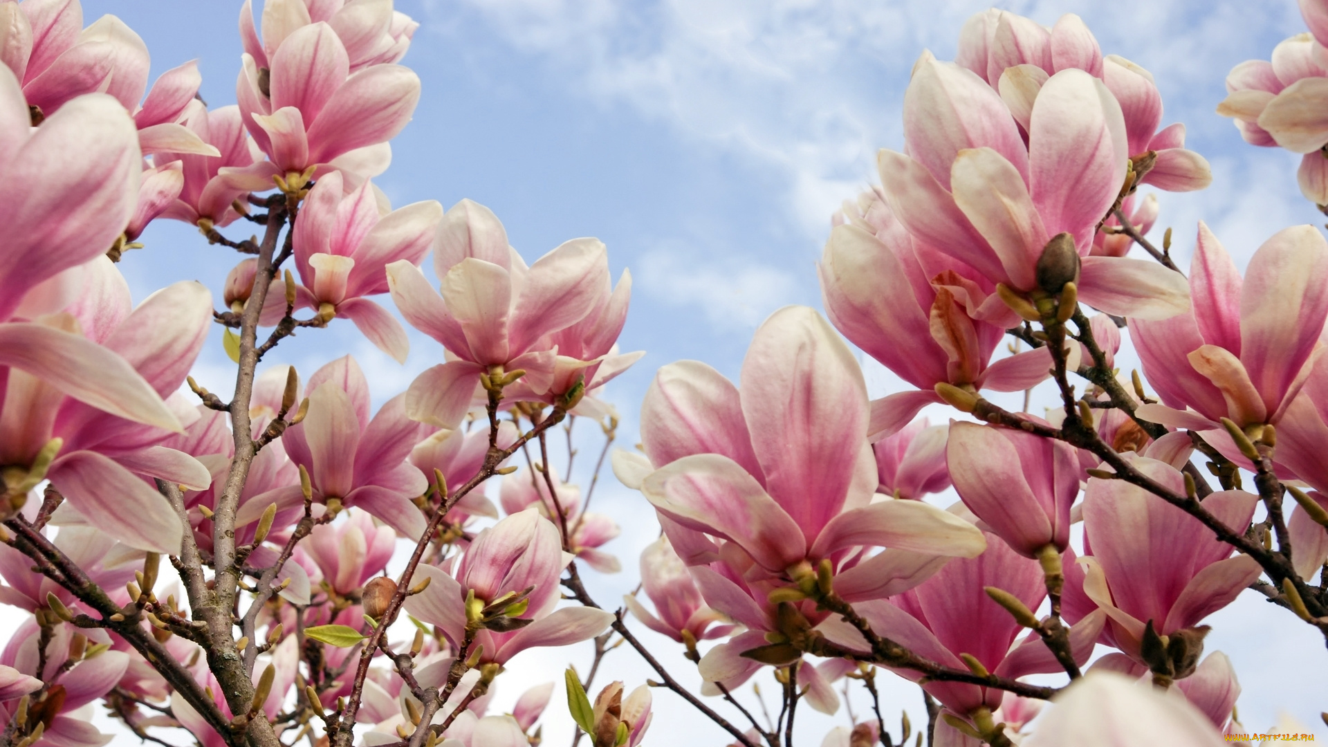 цветы, магнолии, лепестки, ветка