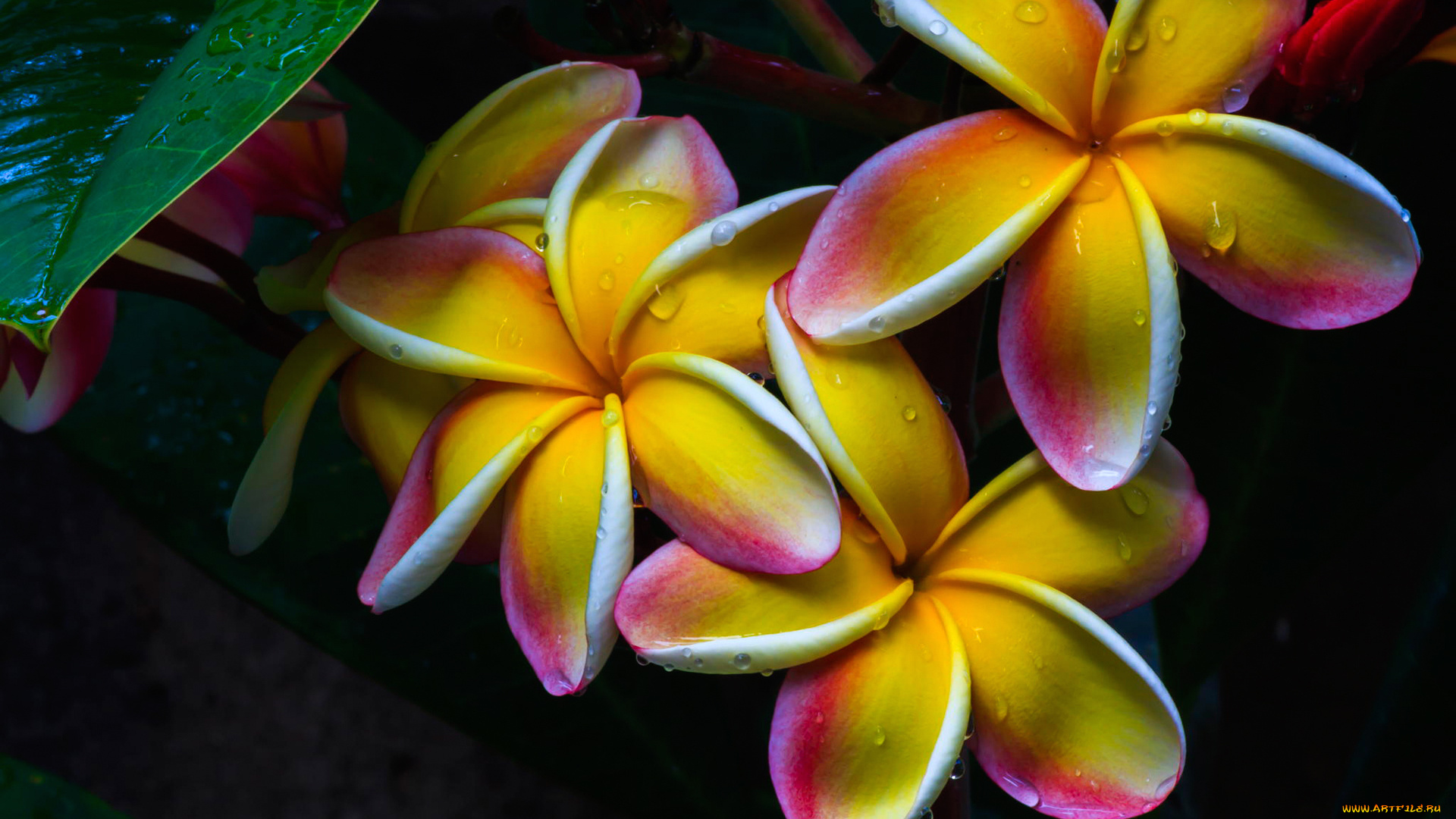 цветы, плюмерия, дерево, ветка, лепестки, природа, капли, роса, вода