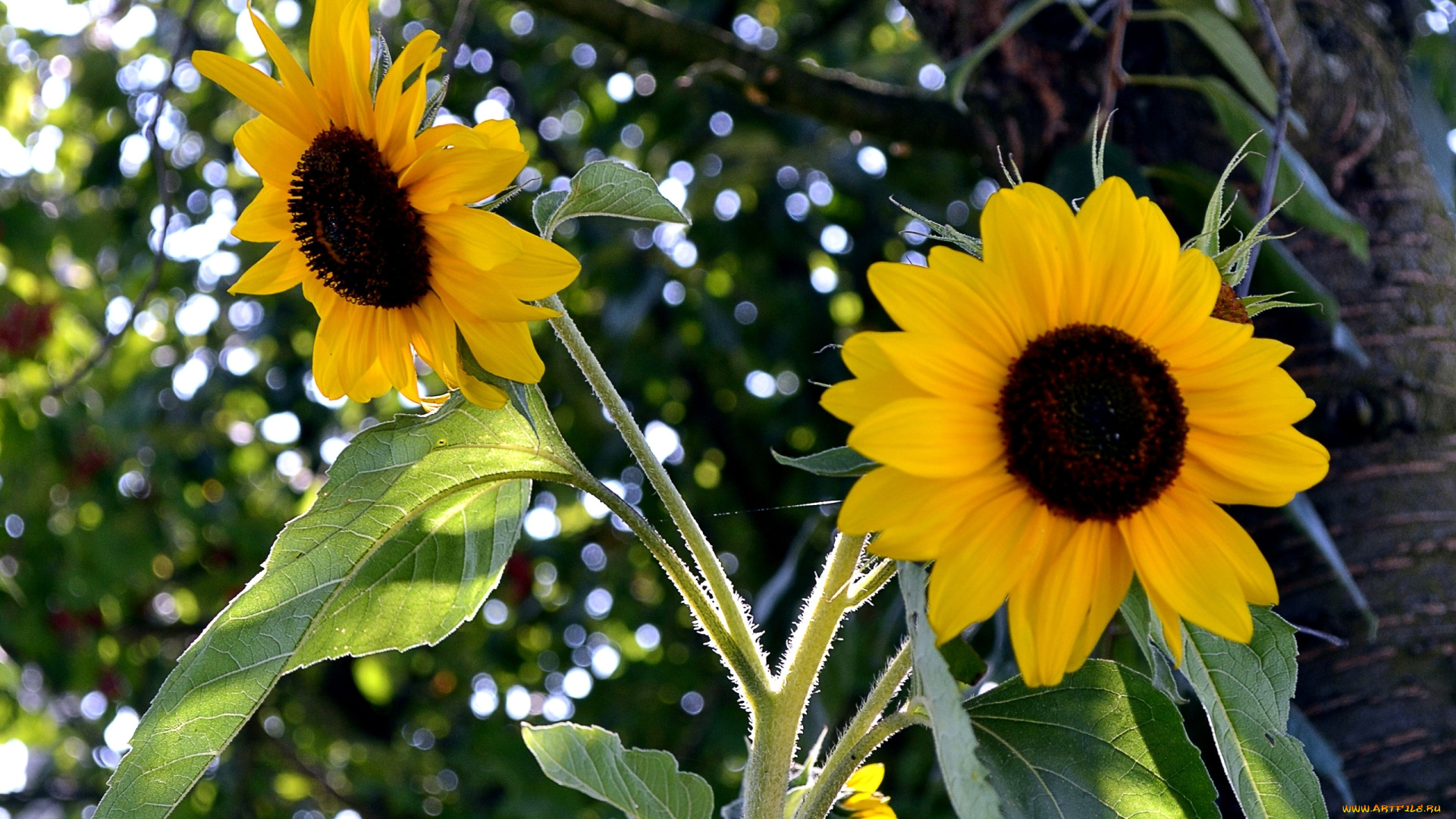 цветы, подсолнухи, лепестки