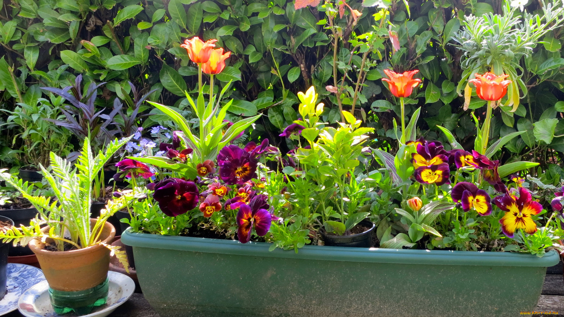 цветы, разные, вместе, тюльпаны, анютины, глазки, вазон