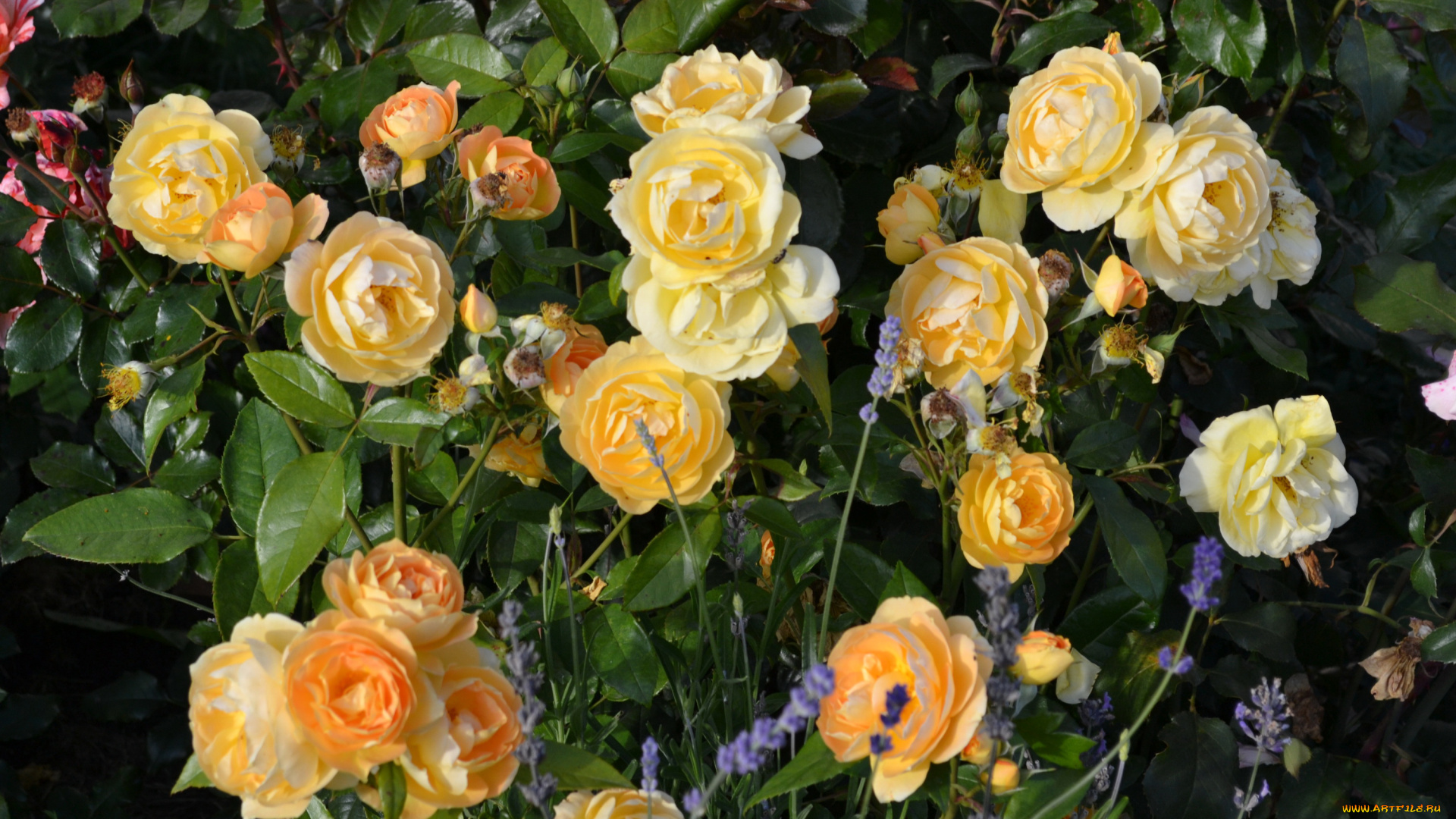 цветы, розы, куст, кремовые