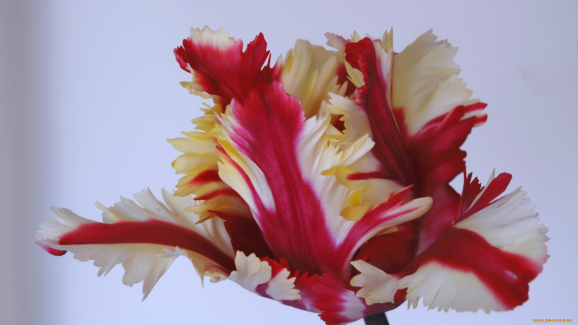 цветы, тюльпаны, макро, лепестки, тюльпан