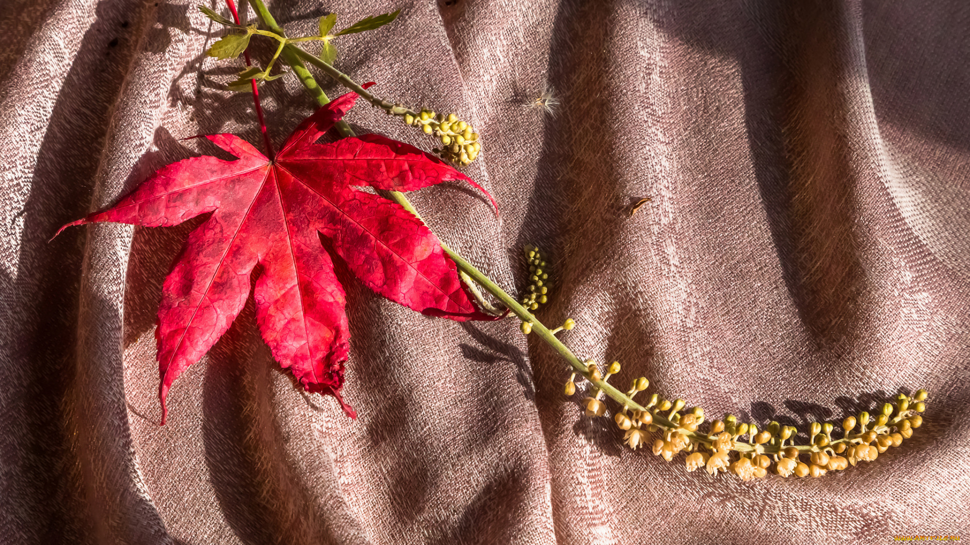 разное, -, другое, клен, ткань, осень, лист