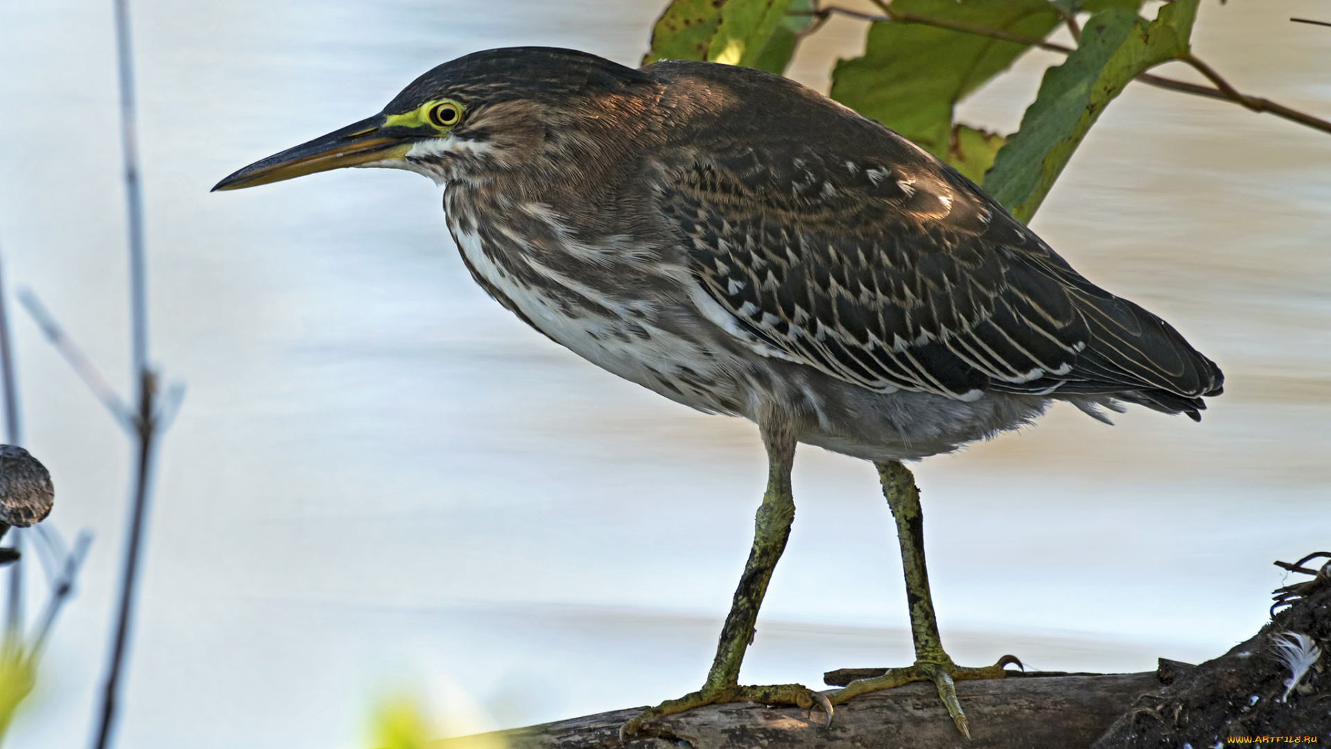 животные, цапли, , выпи, цапля