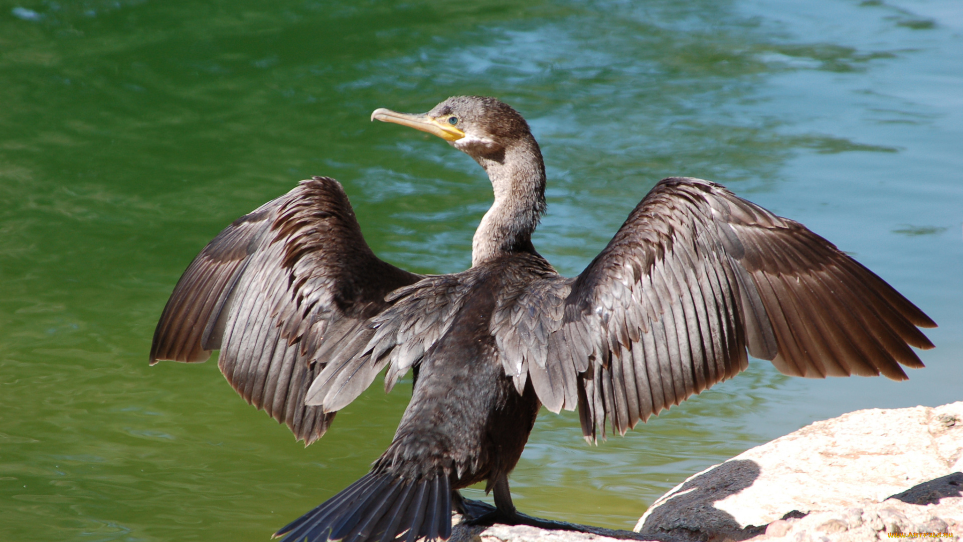 животные, Чайки, , бакланы, , крачки, баклан