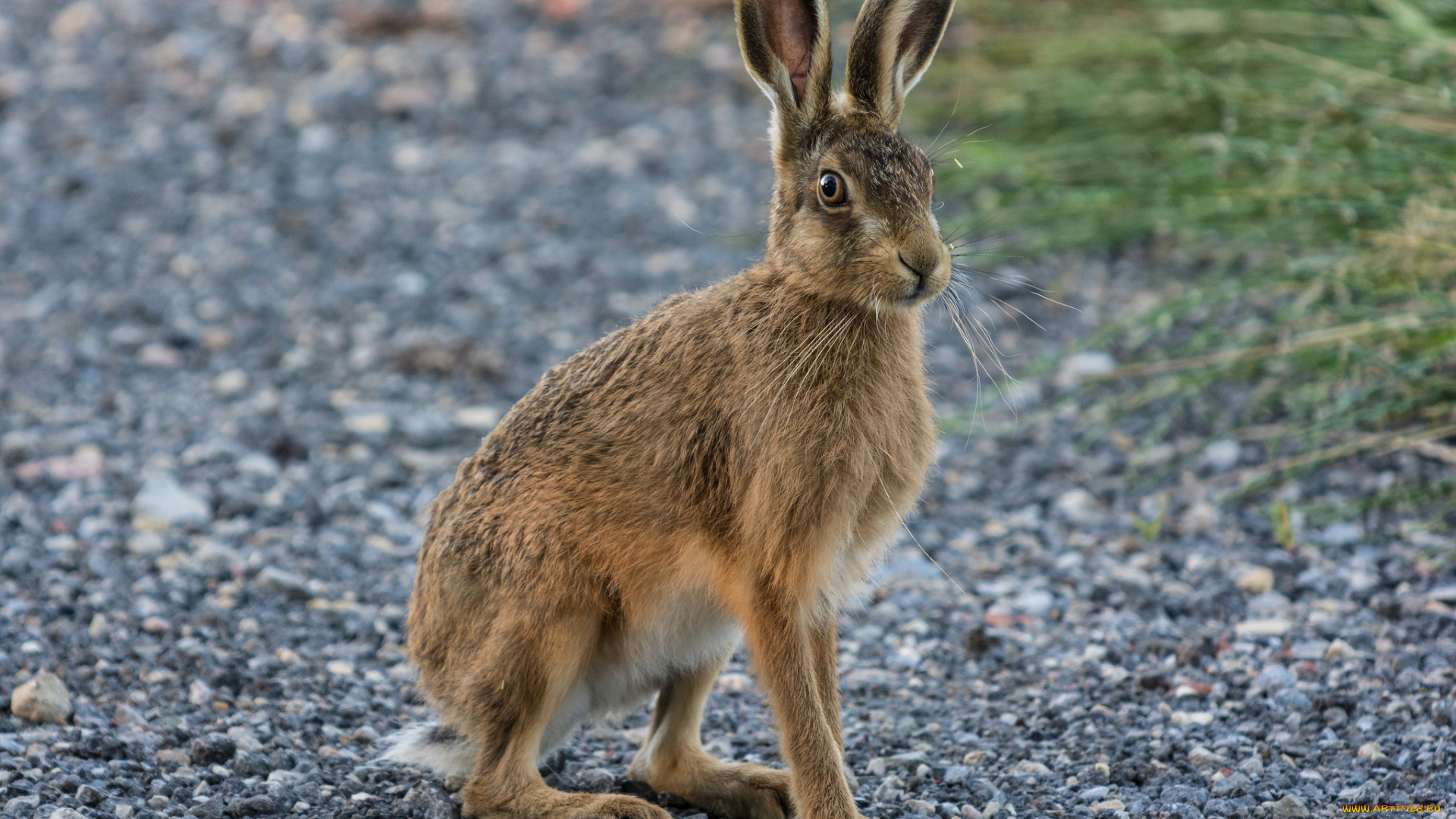 животные, кролики, , зайцы, заяц, русак