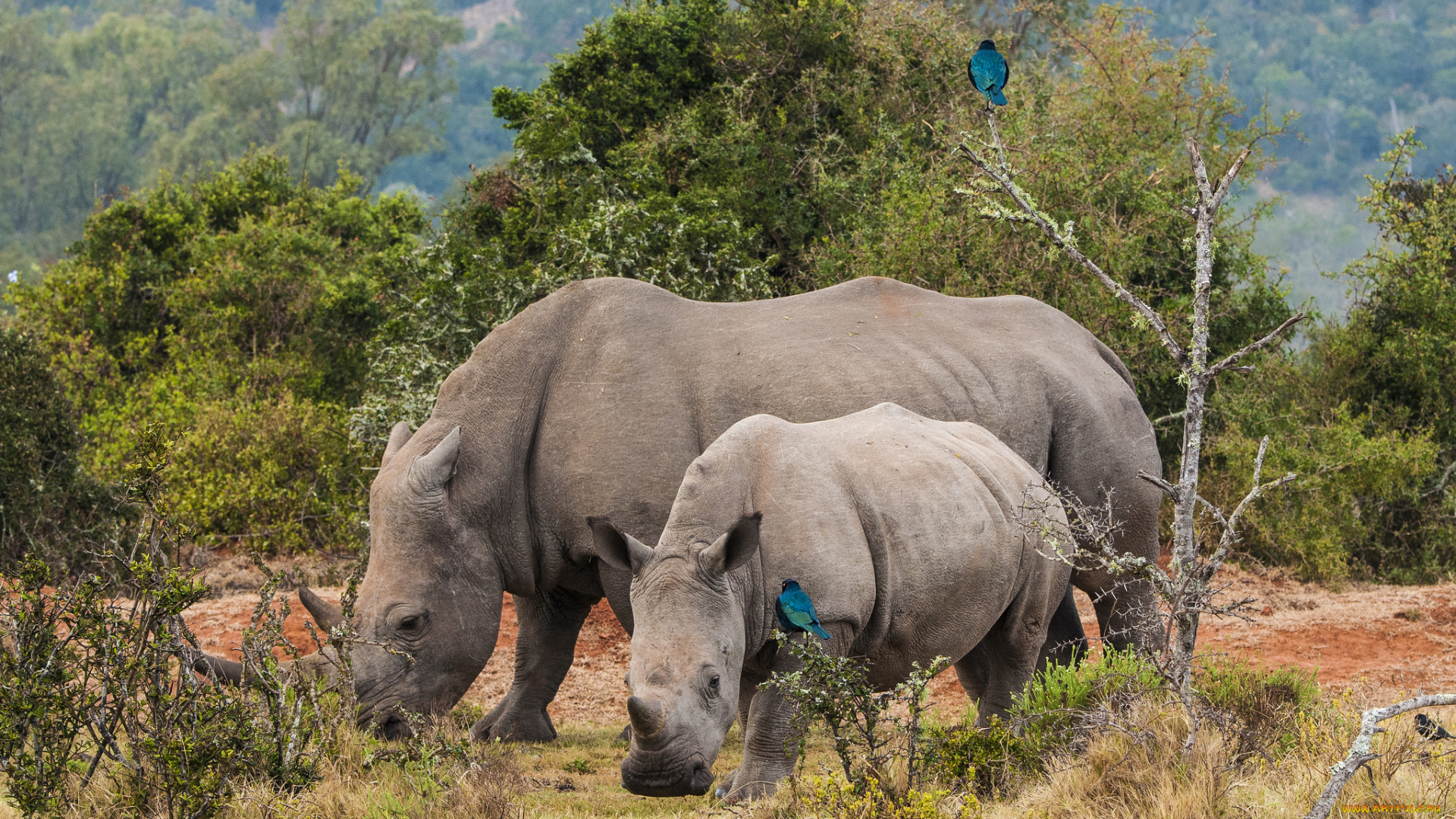 животные, носороги, саванна, носорог, детеныш