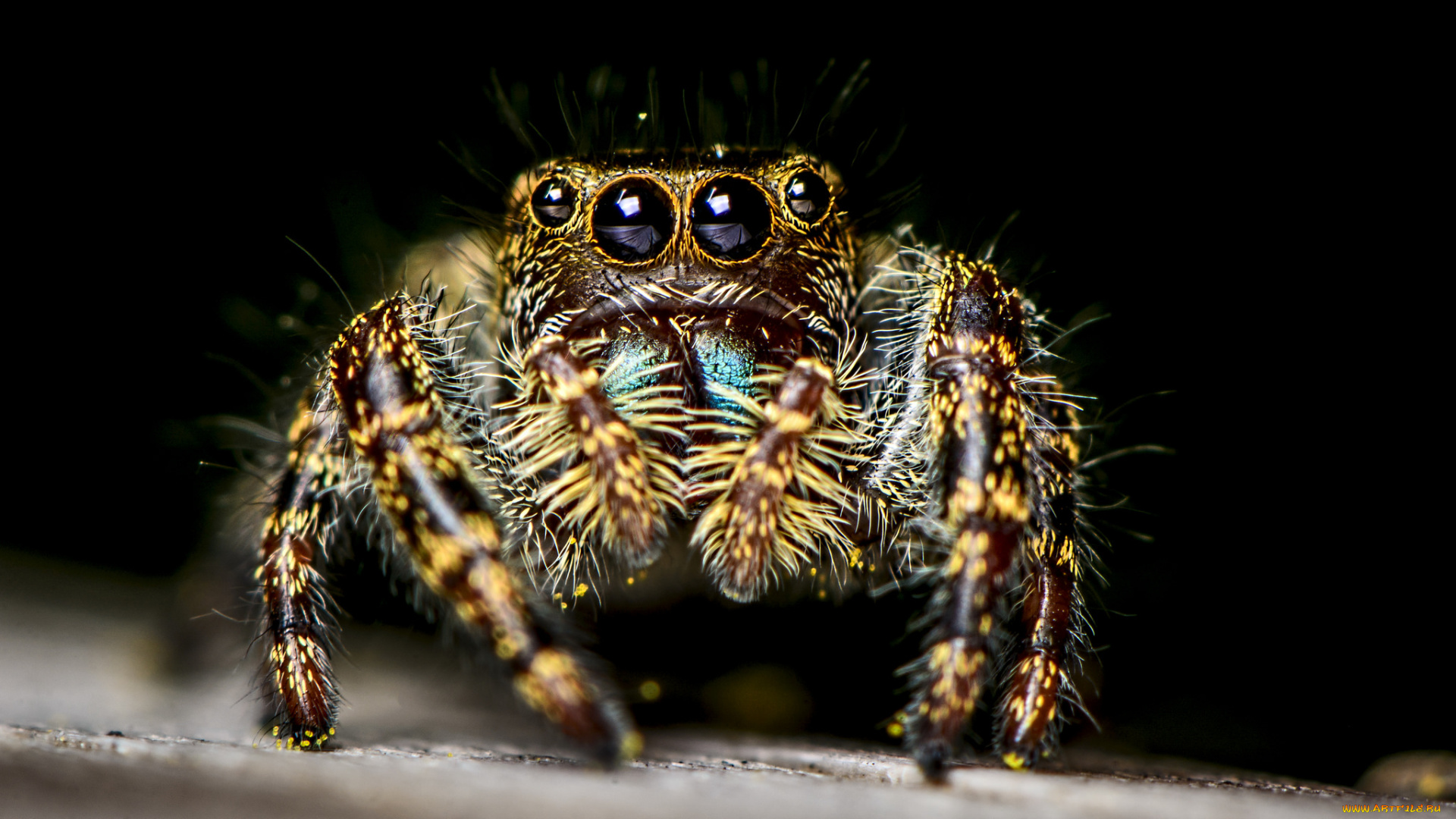 животные, пауки, паучок