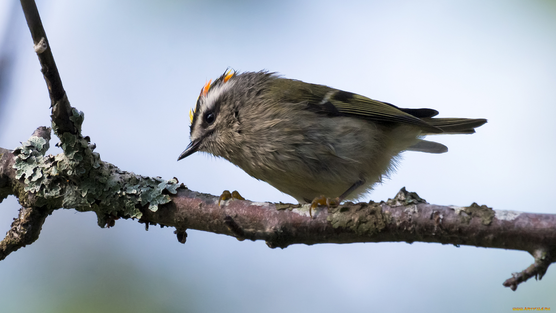 животные, птицы, птичка