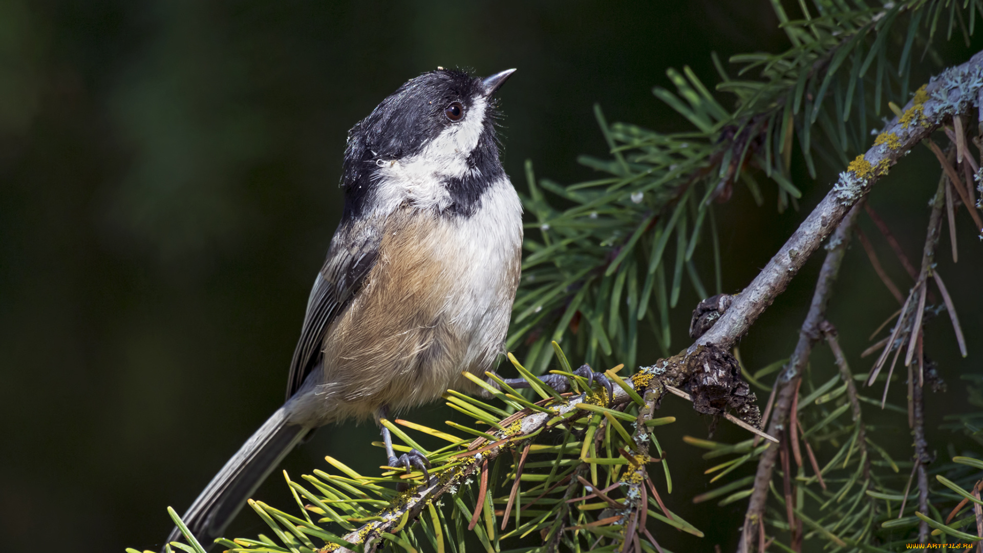 животные, птицы, птичка