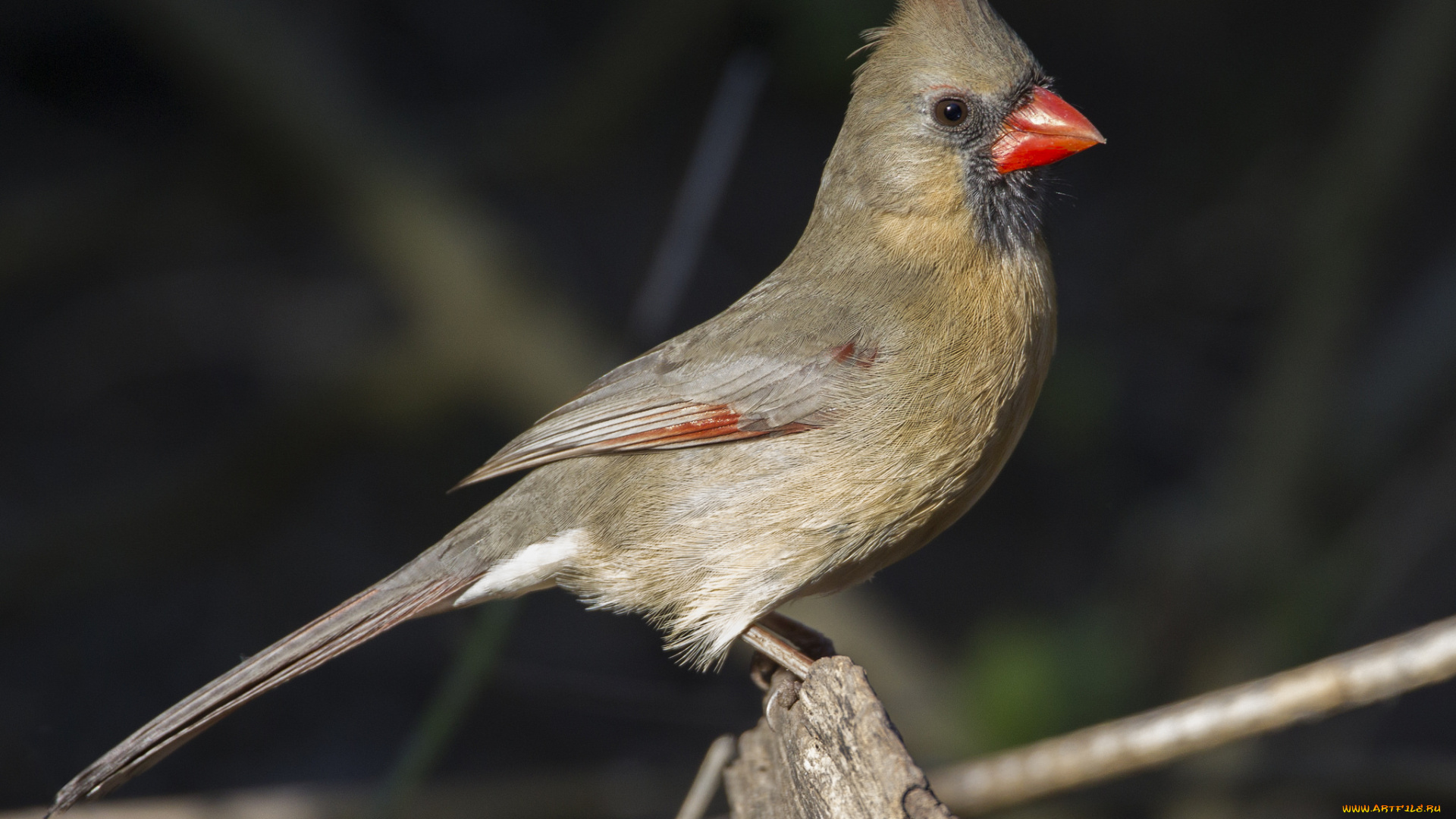 животные, птицы, птичка