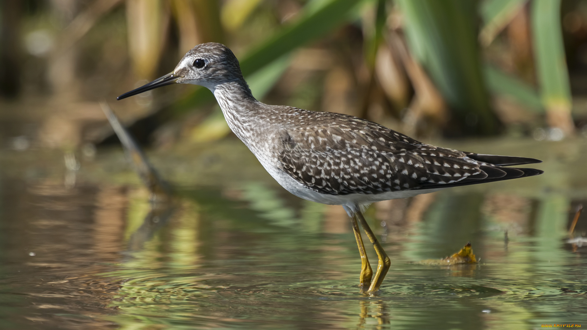 животные, птицы, вода, птица