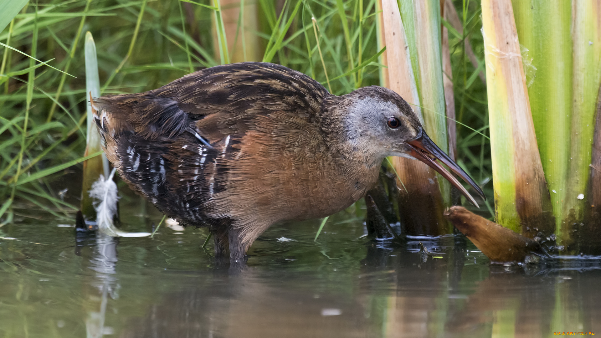 животные, птицы, вода, птица