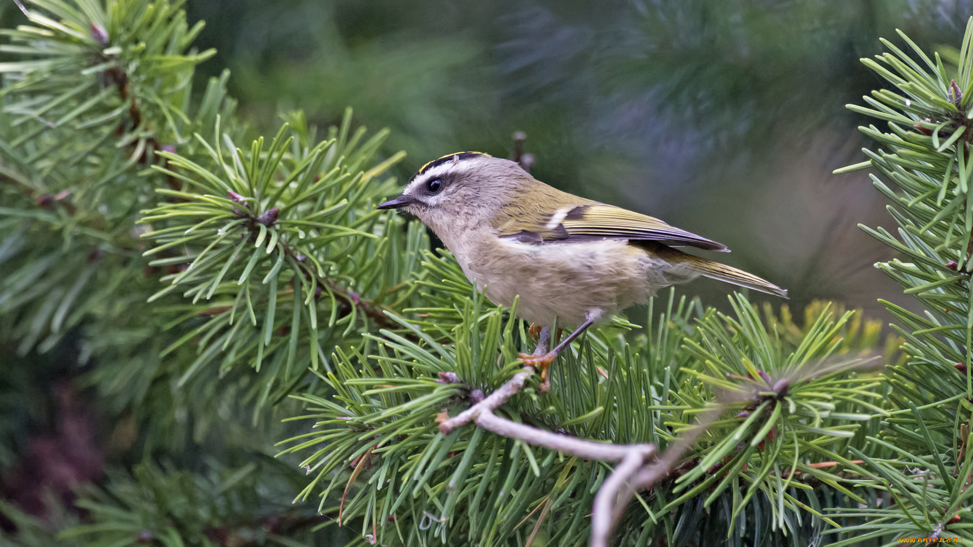 животные, синицы, , лазоревки, птичка