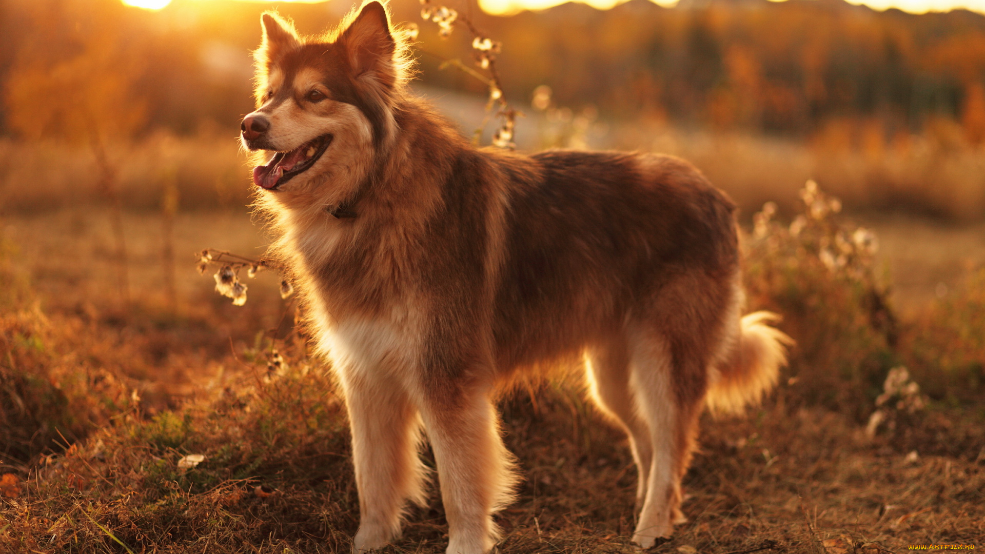 животные, собаки, друг, взгляд, собака