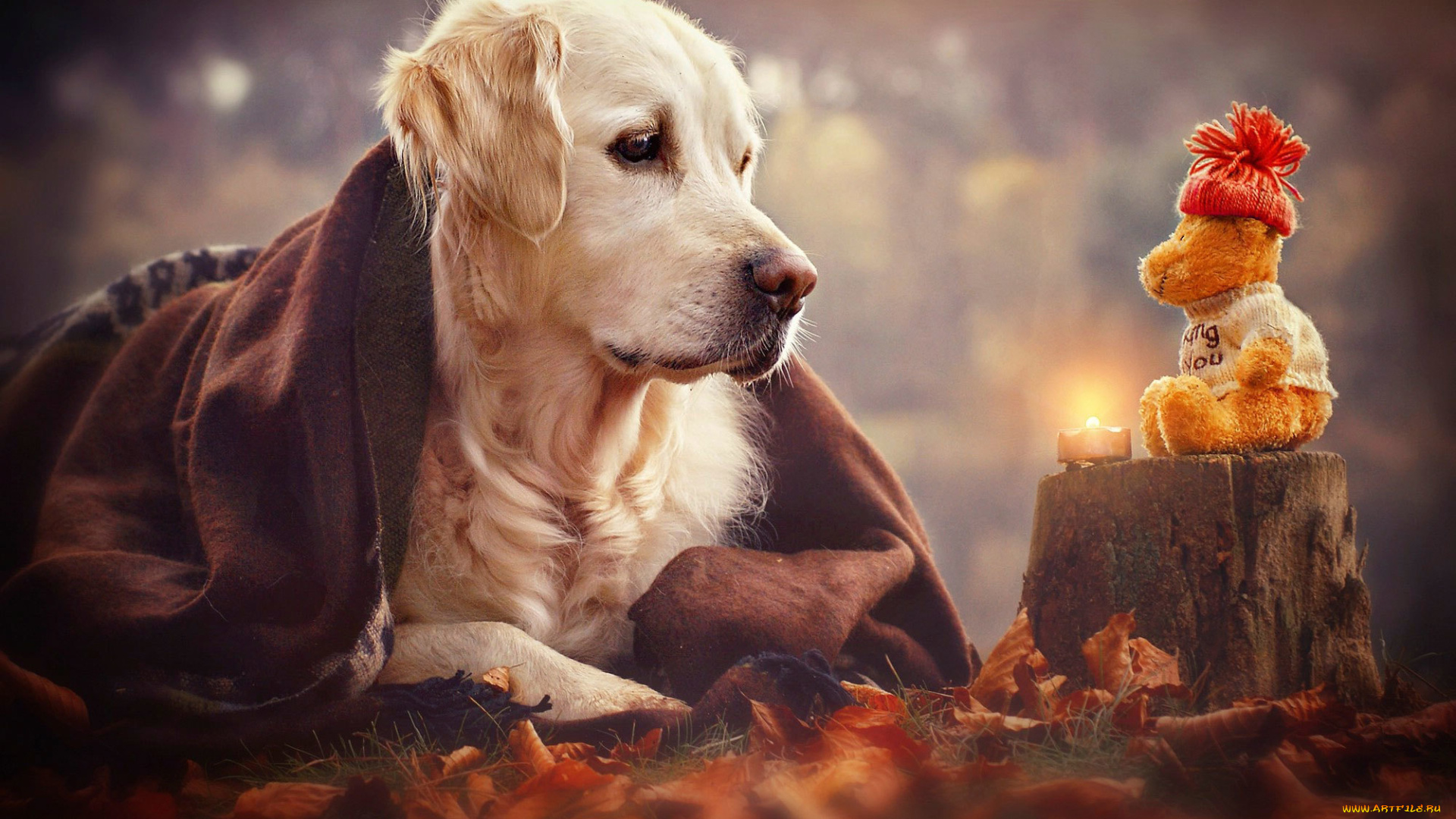 животные, собаки, игрушка, собака, взгляд