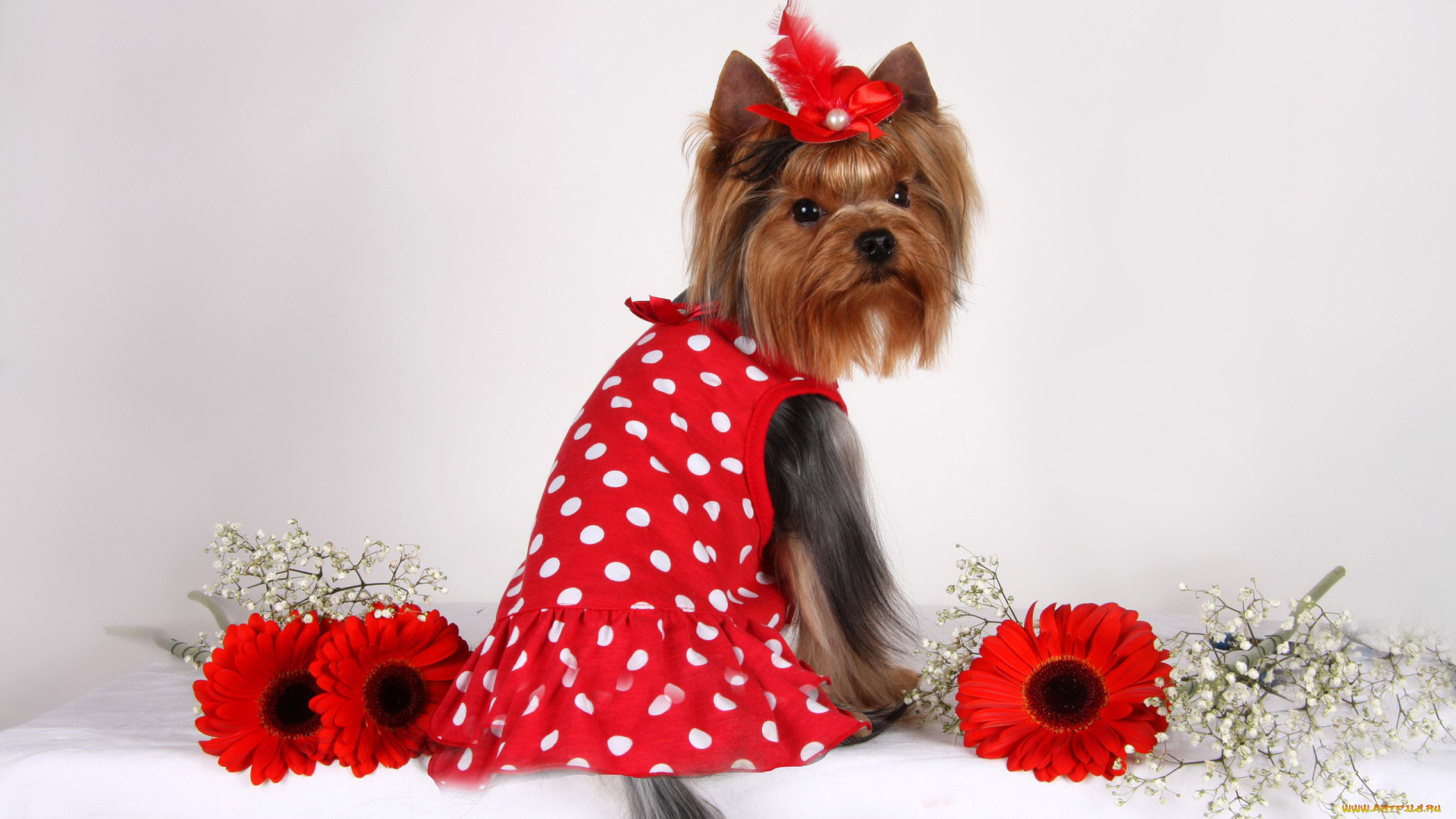 животные, собаки, йоркширский, терьер, собака, платье, герберы