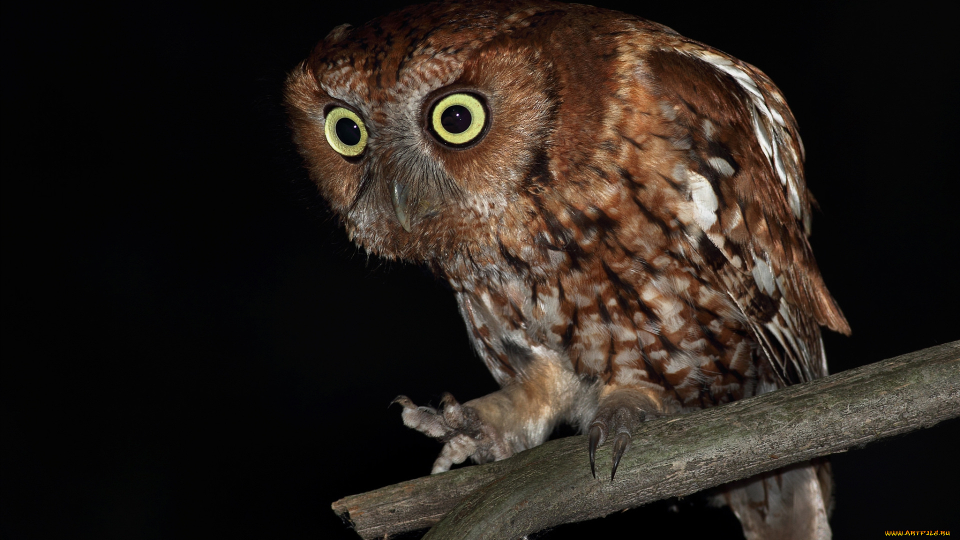 животные, совы, сова, голова, глаза, оперение