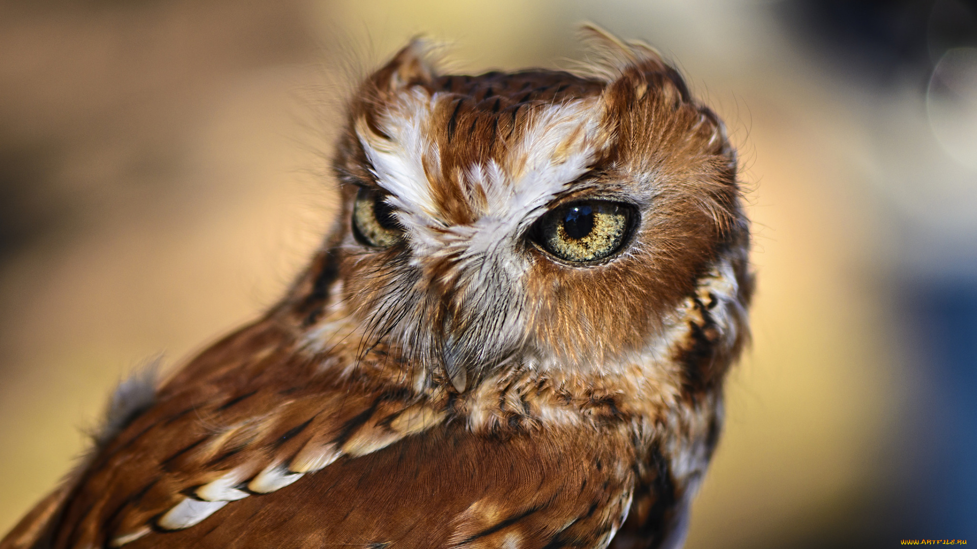 животные, совы, сова, голова, глаза, оперение