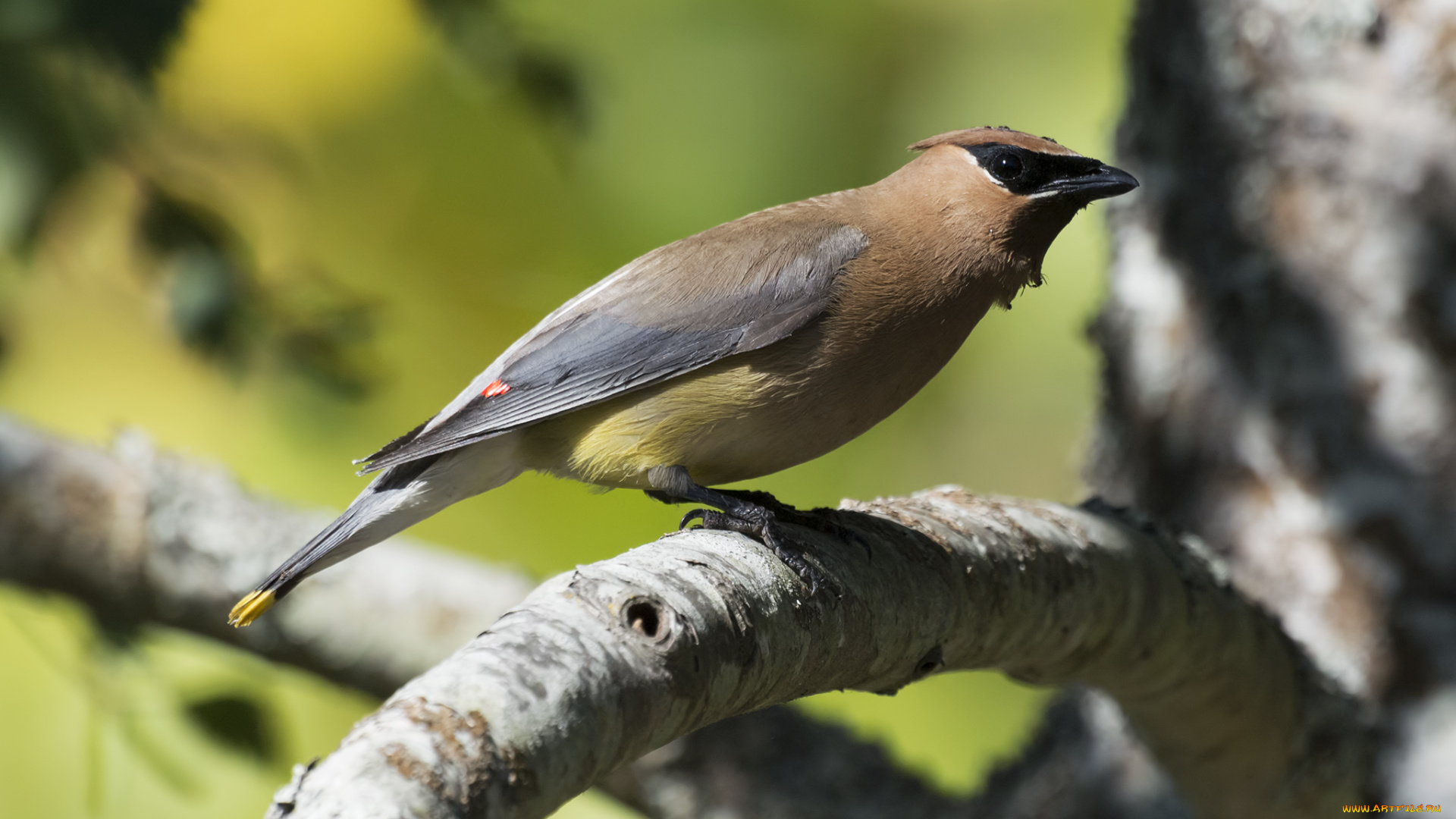животные, свиристели, дрозд, рябинник