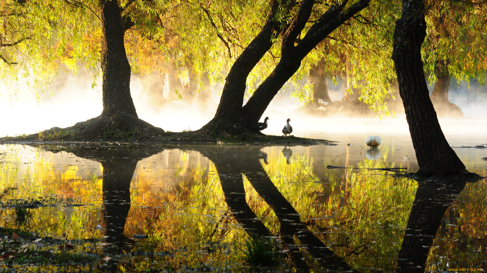 животные, утки, отражение, озеро, пруд, парк