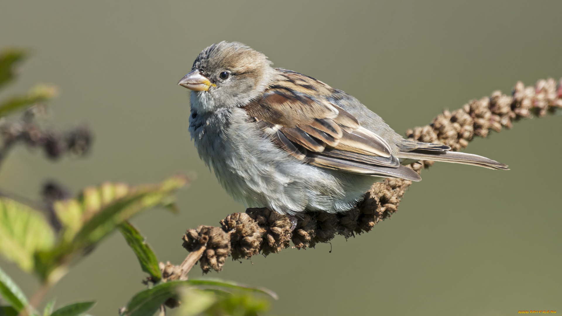 животные, воробьи, птичка