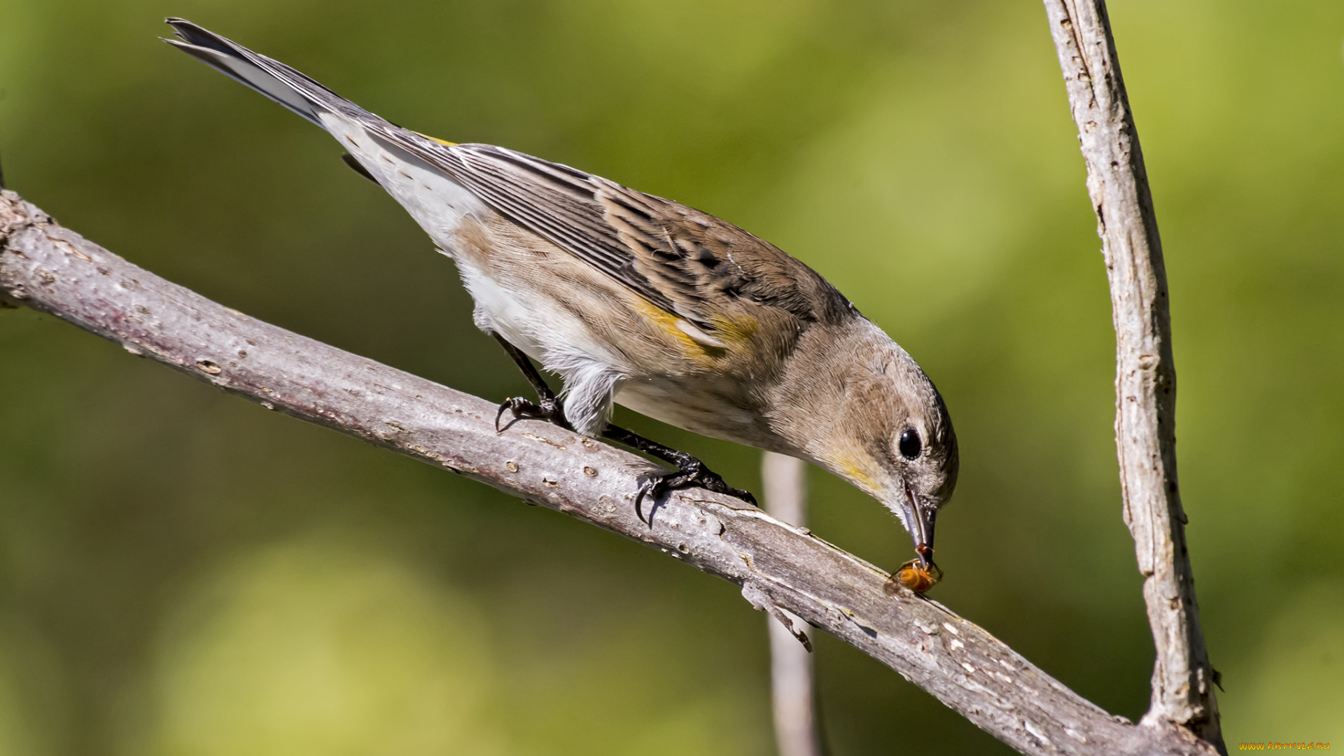 животные, воробьи, птичка
