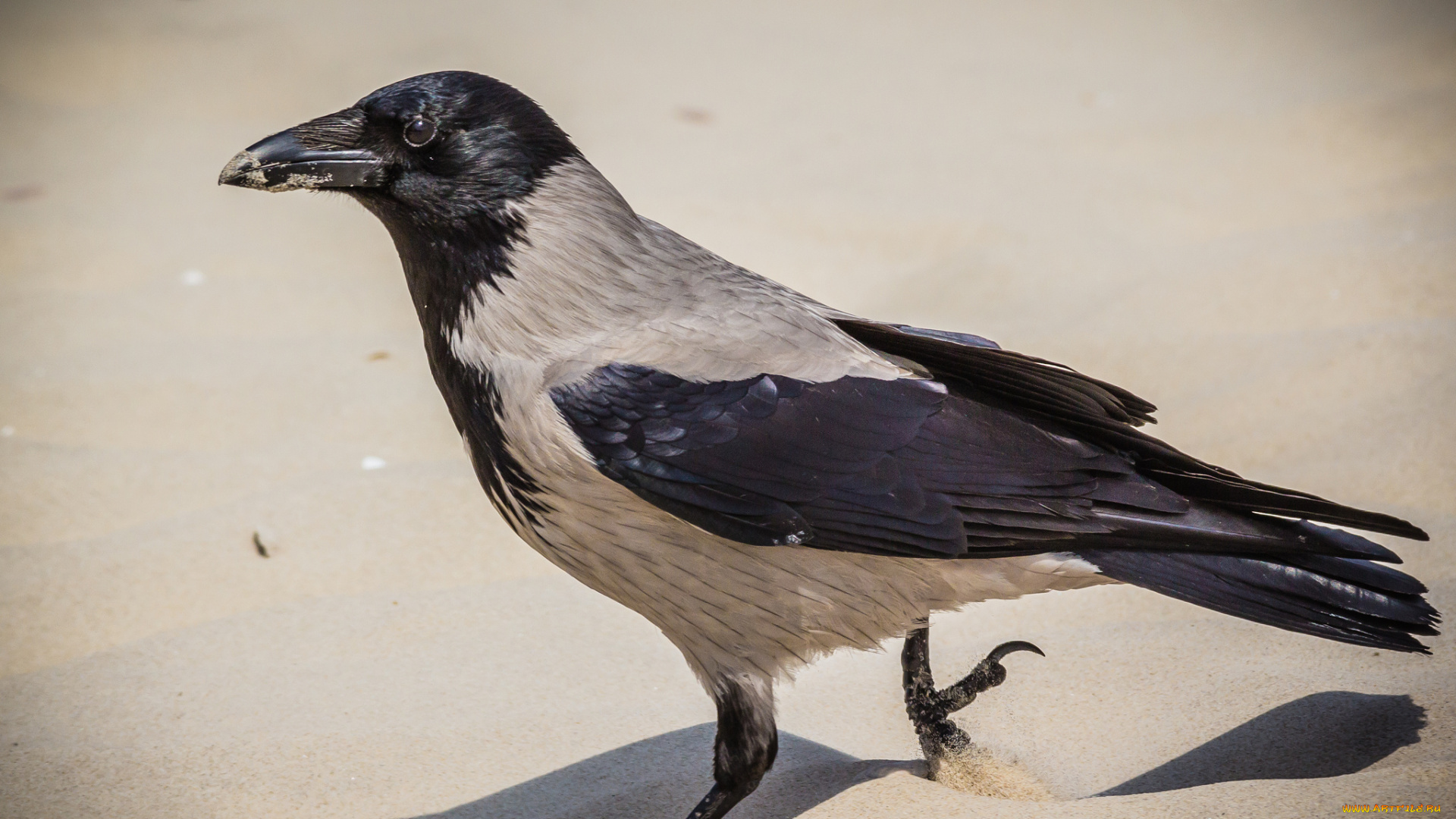 животные, вороны, , грачи, , галки, ворона