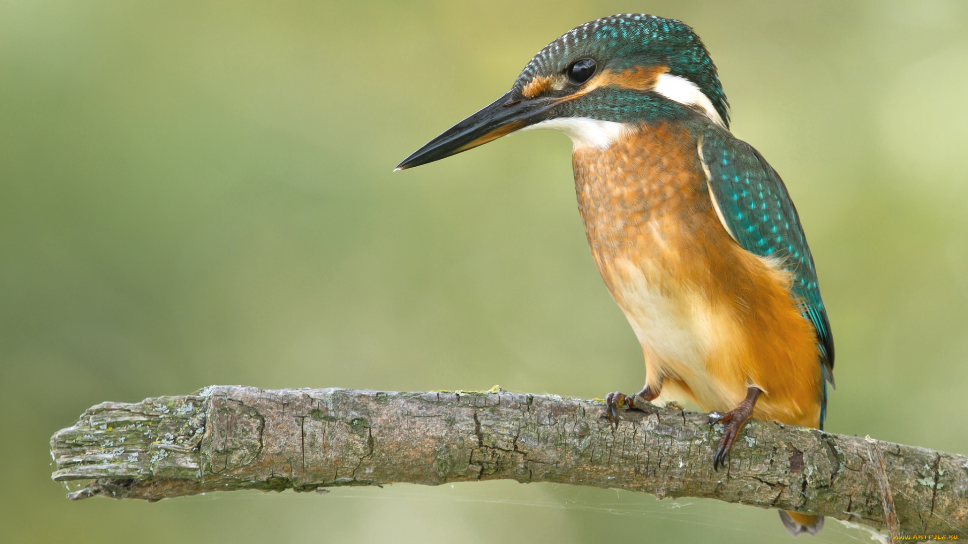 животные, зимородки, рыболов