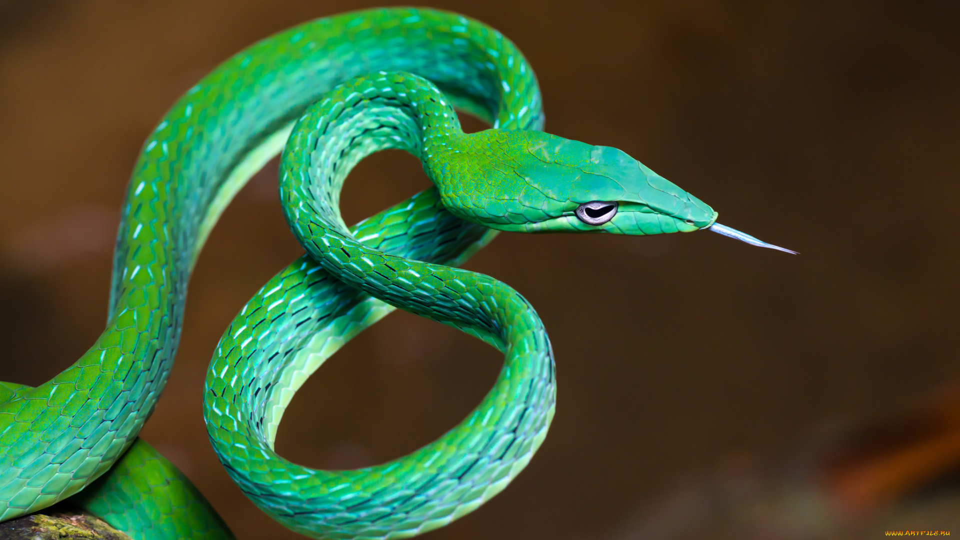 животные, змеи, , питоны, , кобры, зеленая, змея