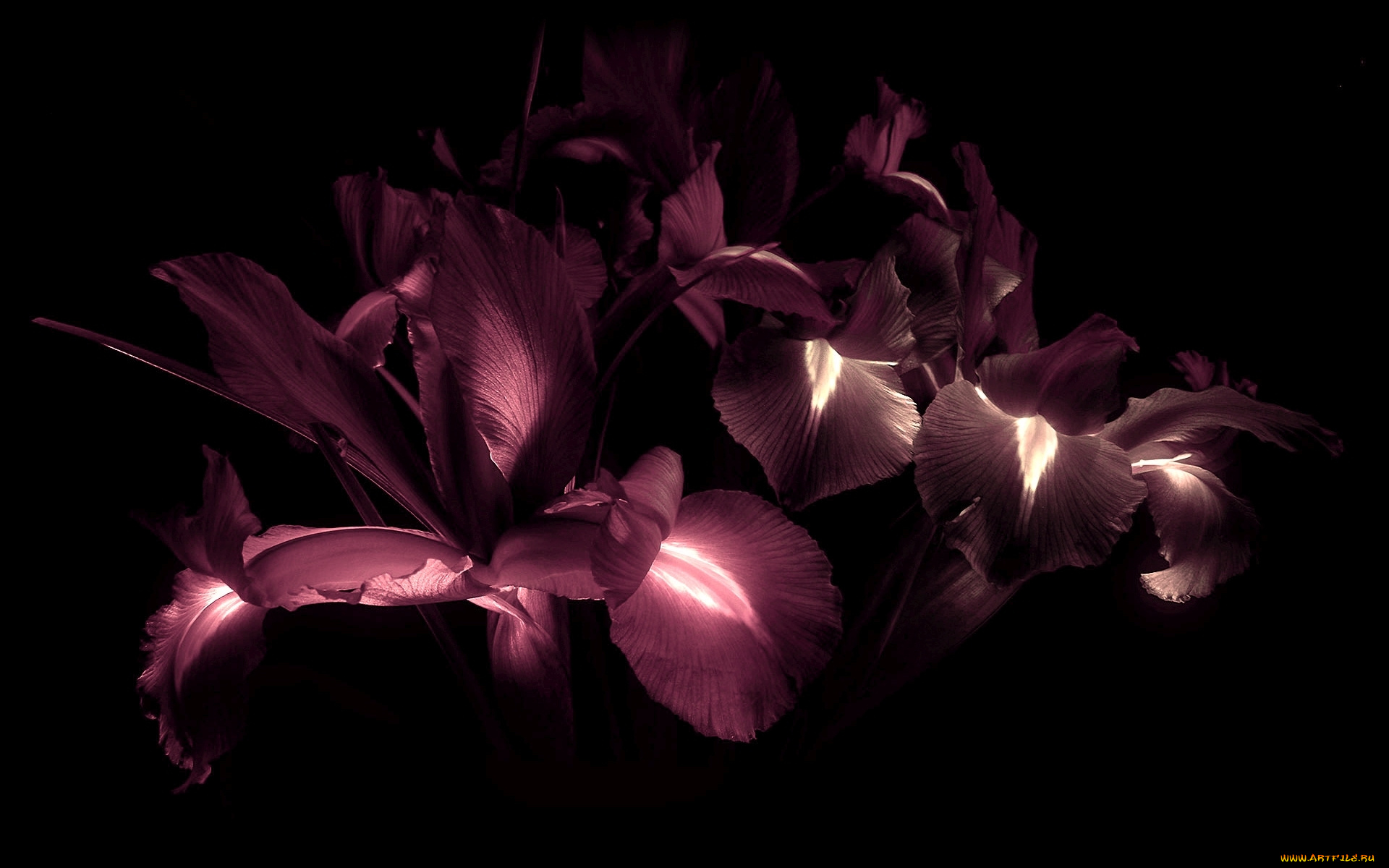 цветы, лилии, , лилейники, лепестки, фон