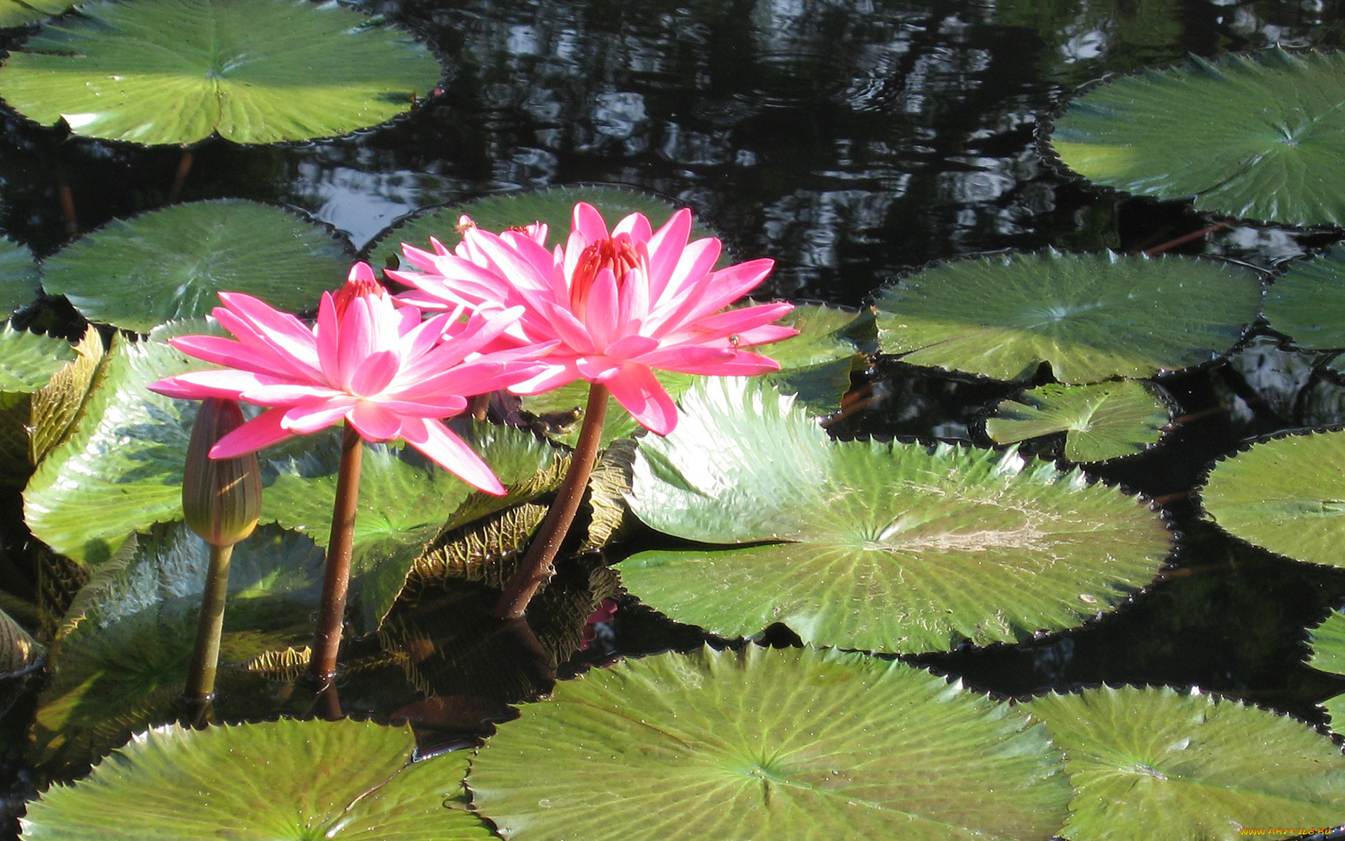 цветы, лотосы, листья, лепестки