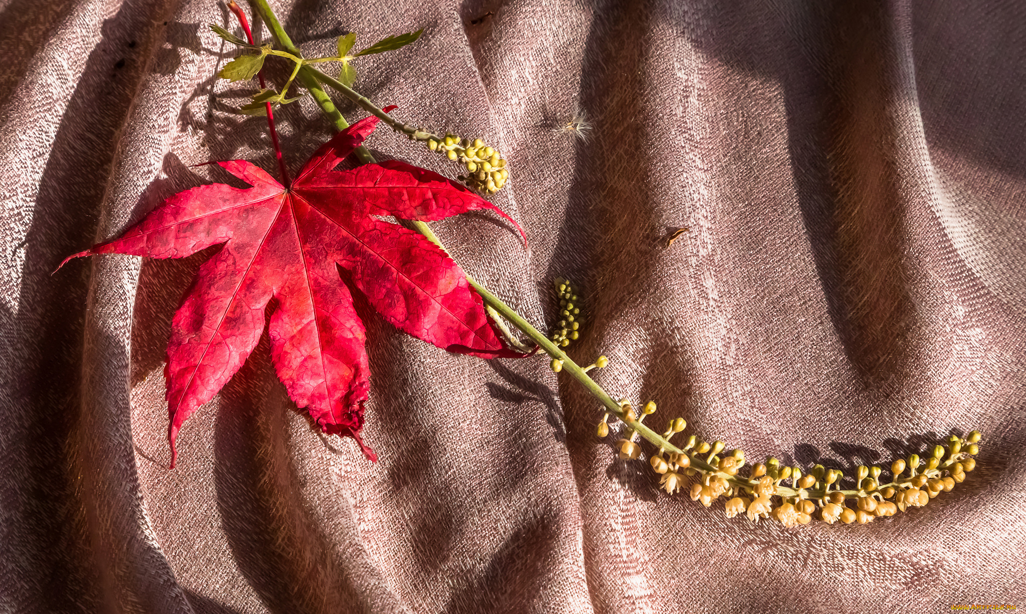 разное, -, другое, клен, ткань, осень, лист