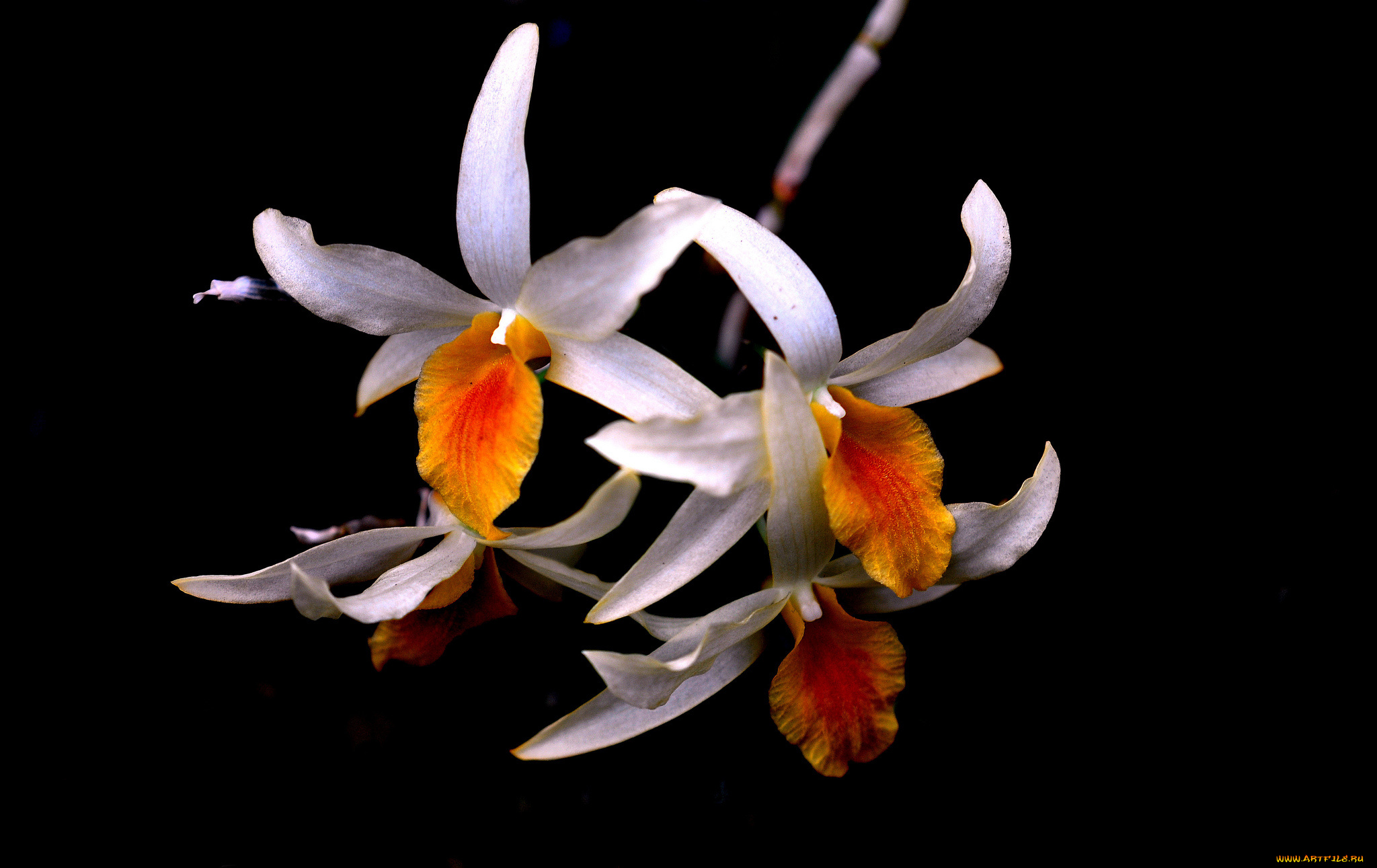 цветы, орхидеи, природа, растение, орхидеиветка, лепестки, цветок