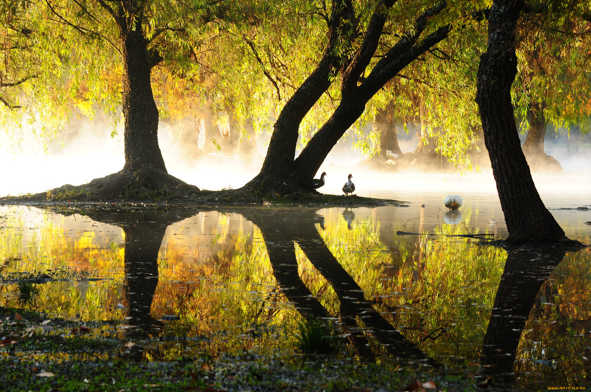 животные, утки, отражение, озеро, пруд, парк