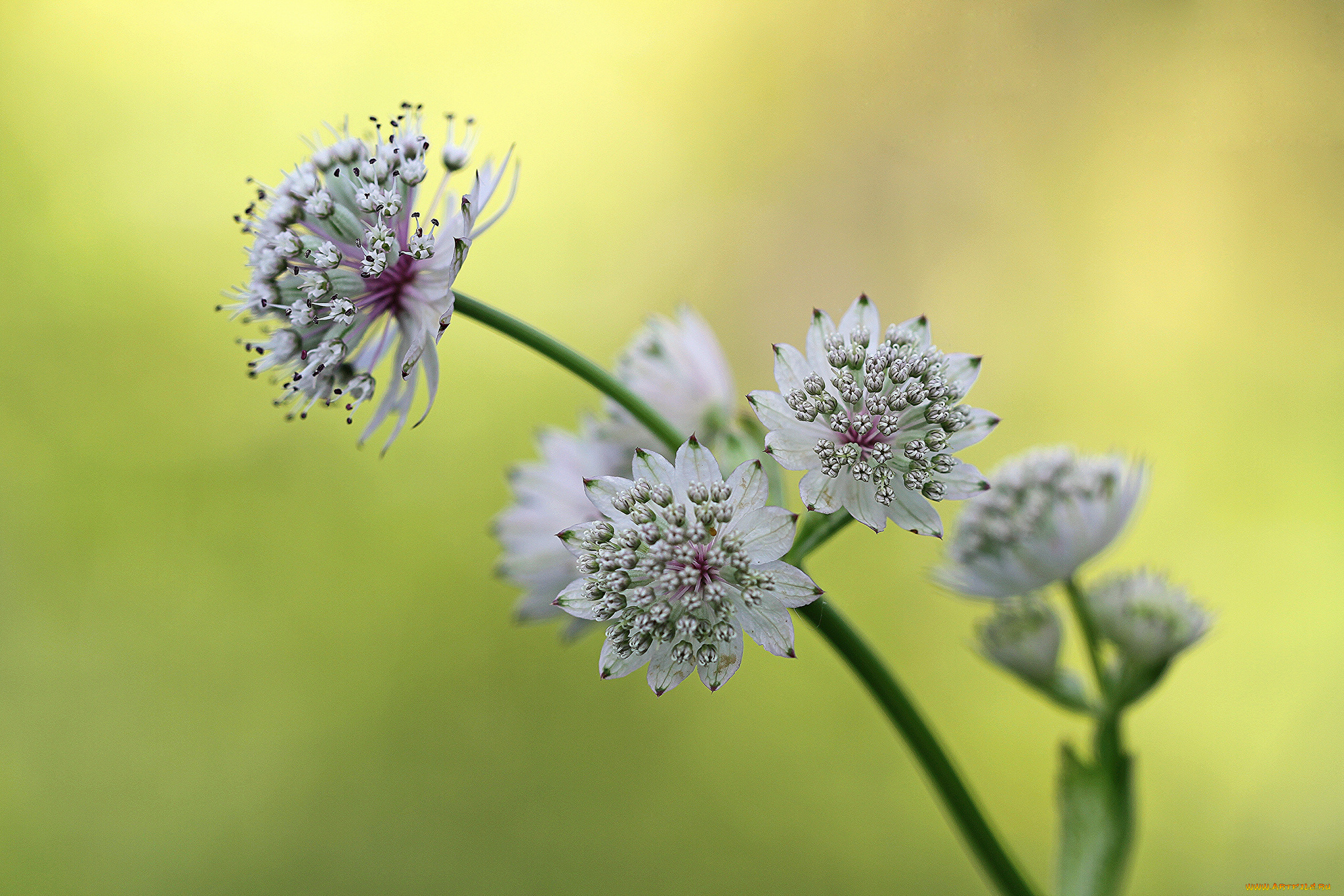 цветы, фон, астранция, ветка, белые
