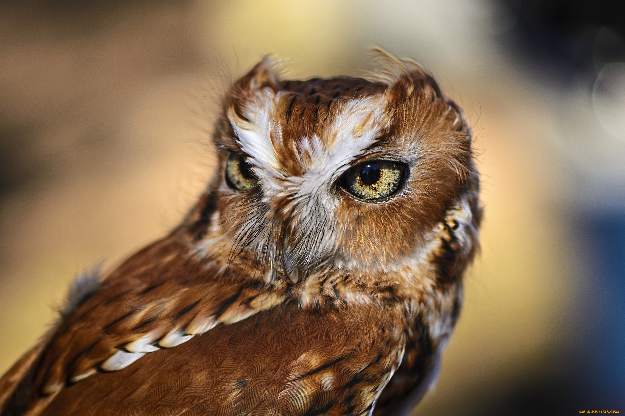 животные, совы, сова, голова, глаза, оперение