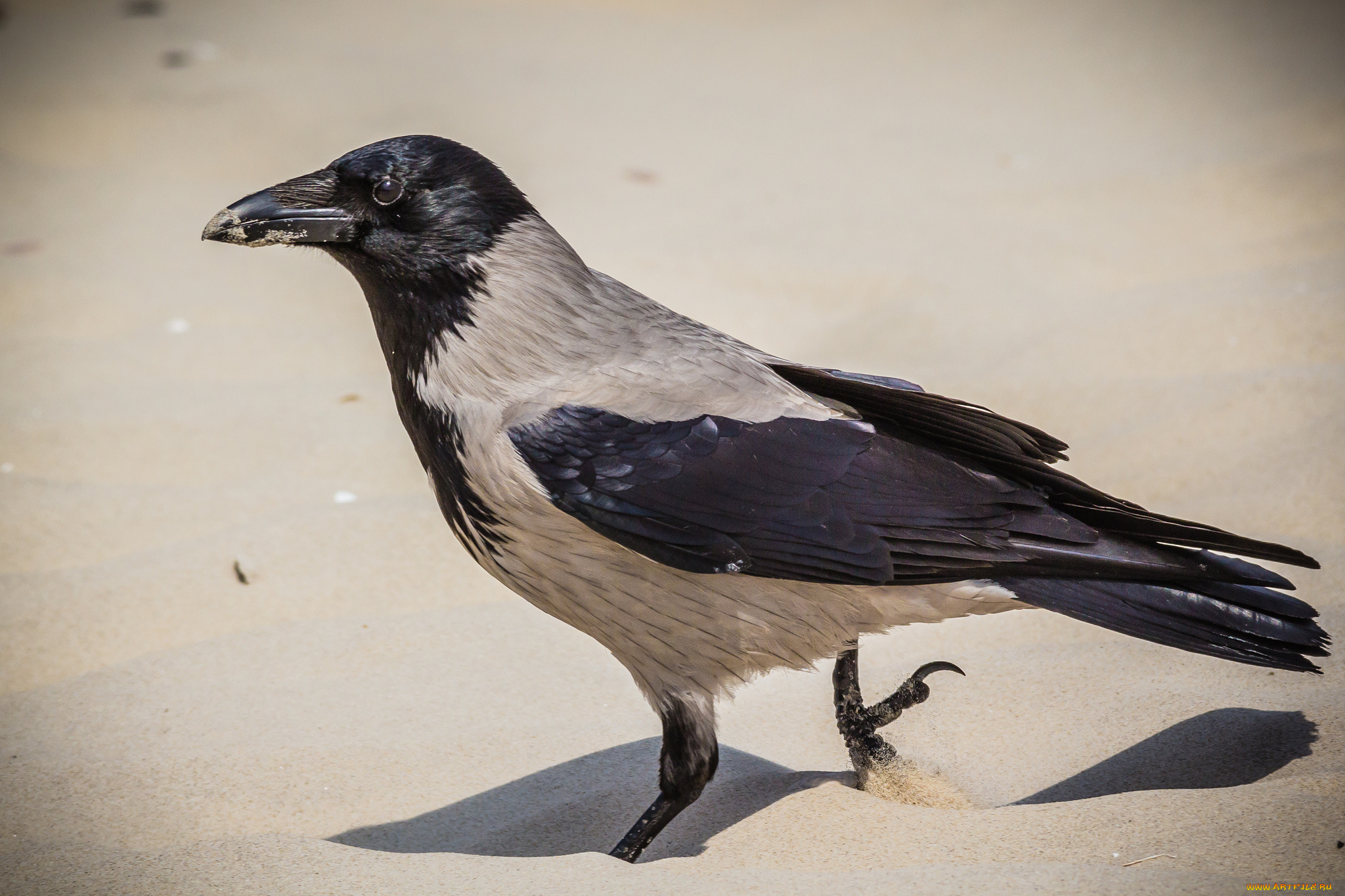 животные, вороны, , грачи, , галки, ворона