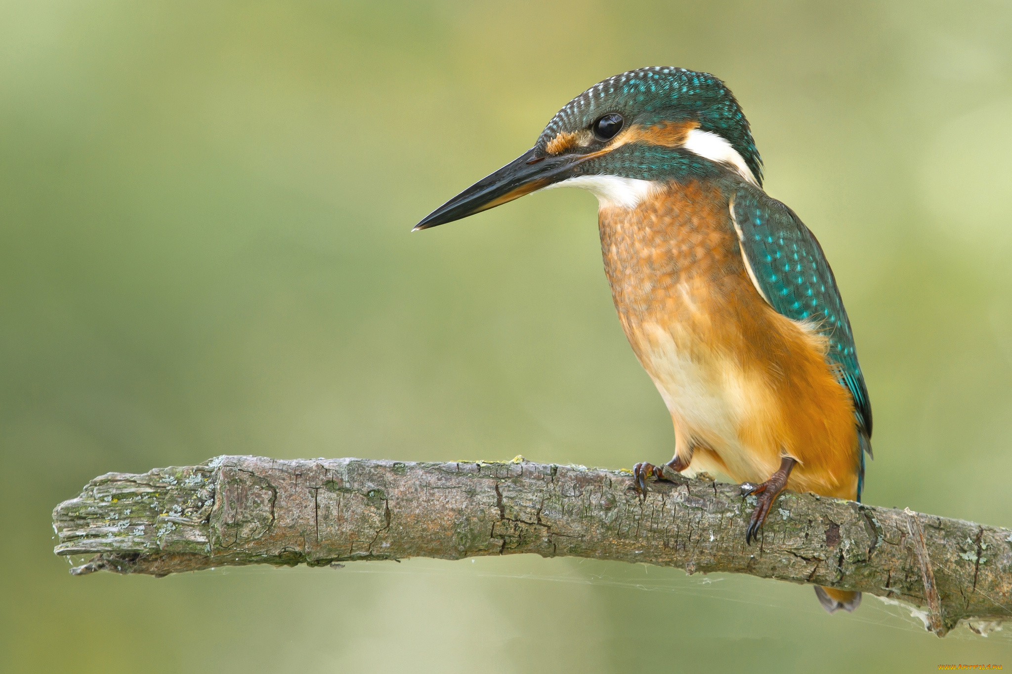 животные, зимородки, рыболов