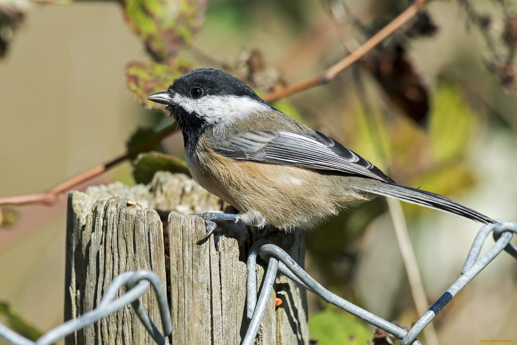 животные, синицы, , лазоревки, птичка