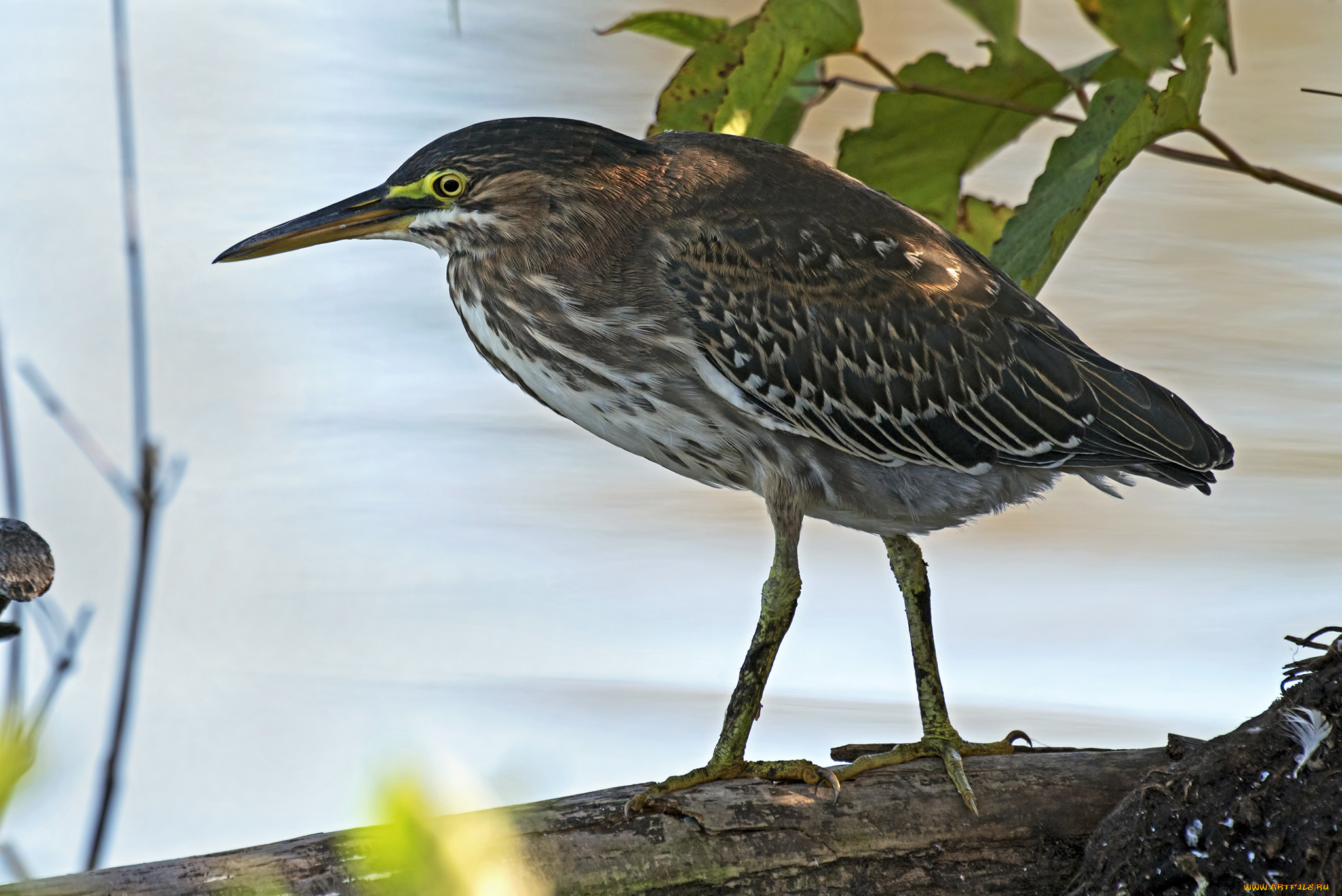 животные, цапли, , выпи, цапля
